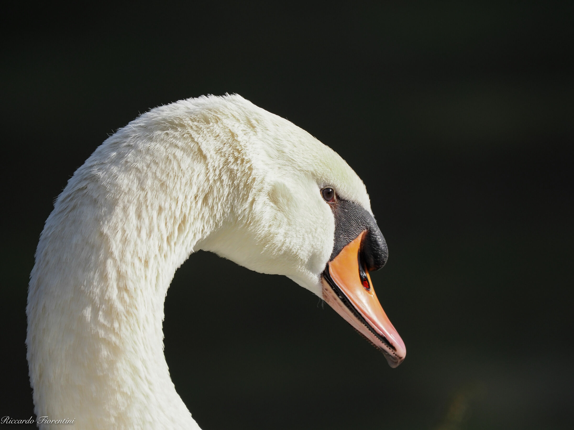 Swan
