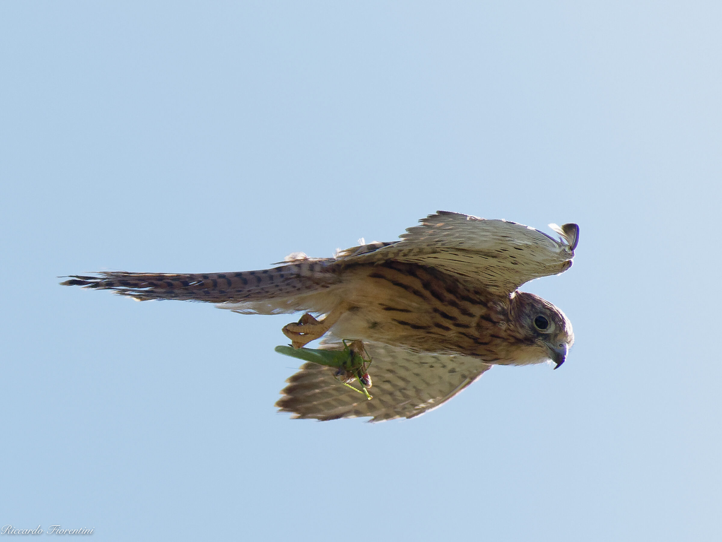 Gheppio with prey