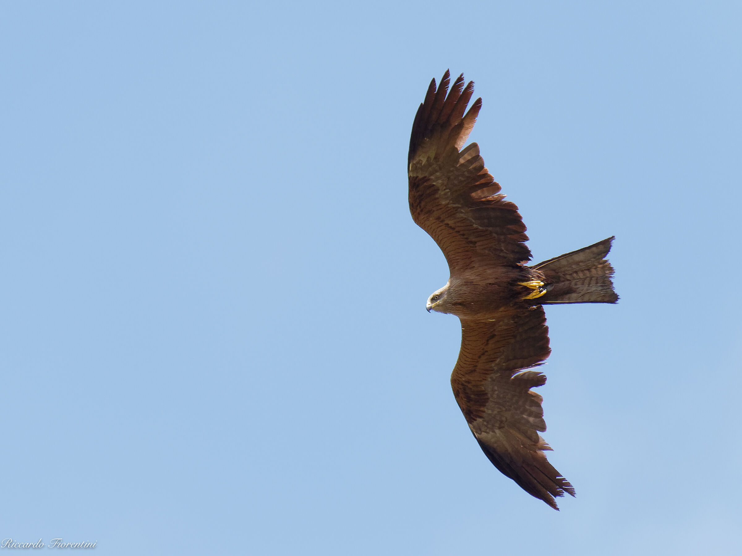 Brown kite