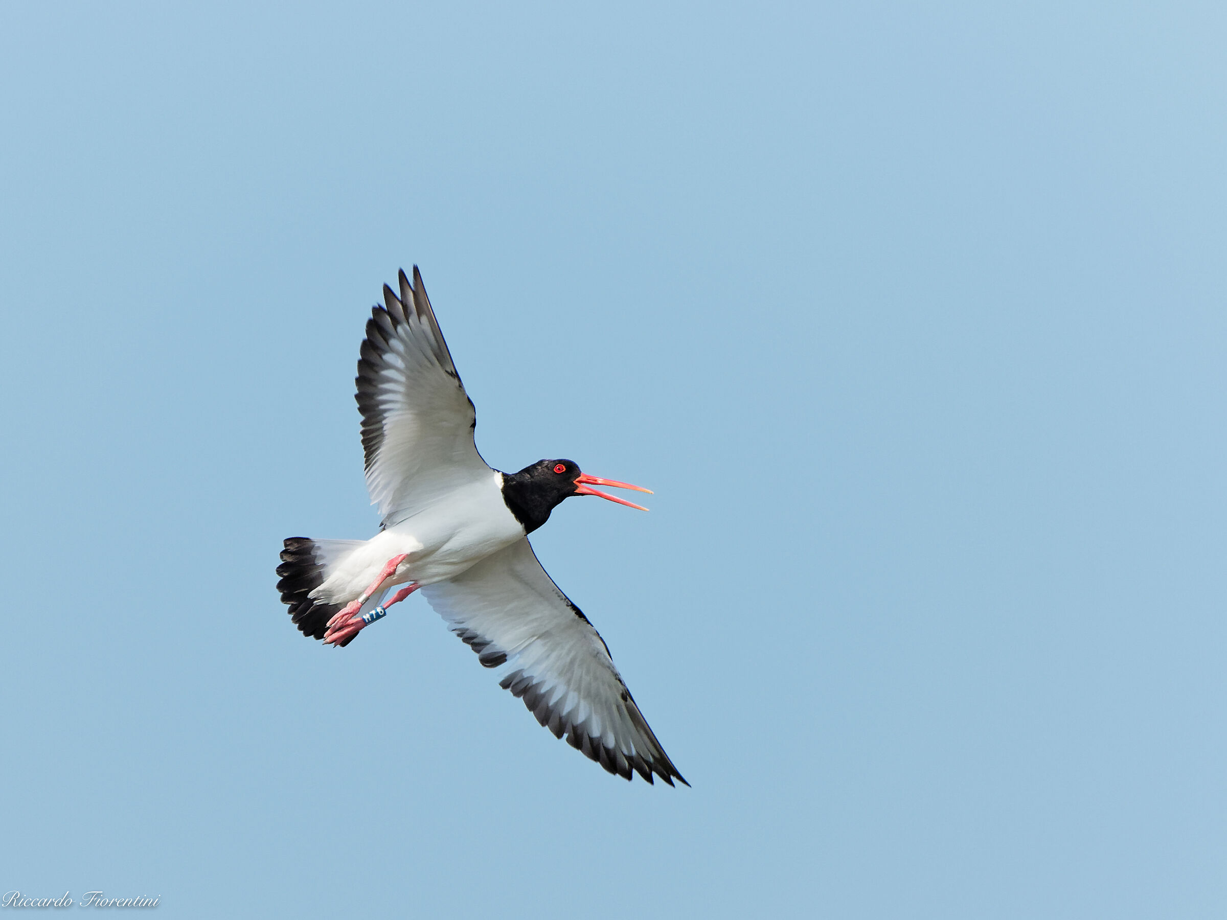 Sea woodcock