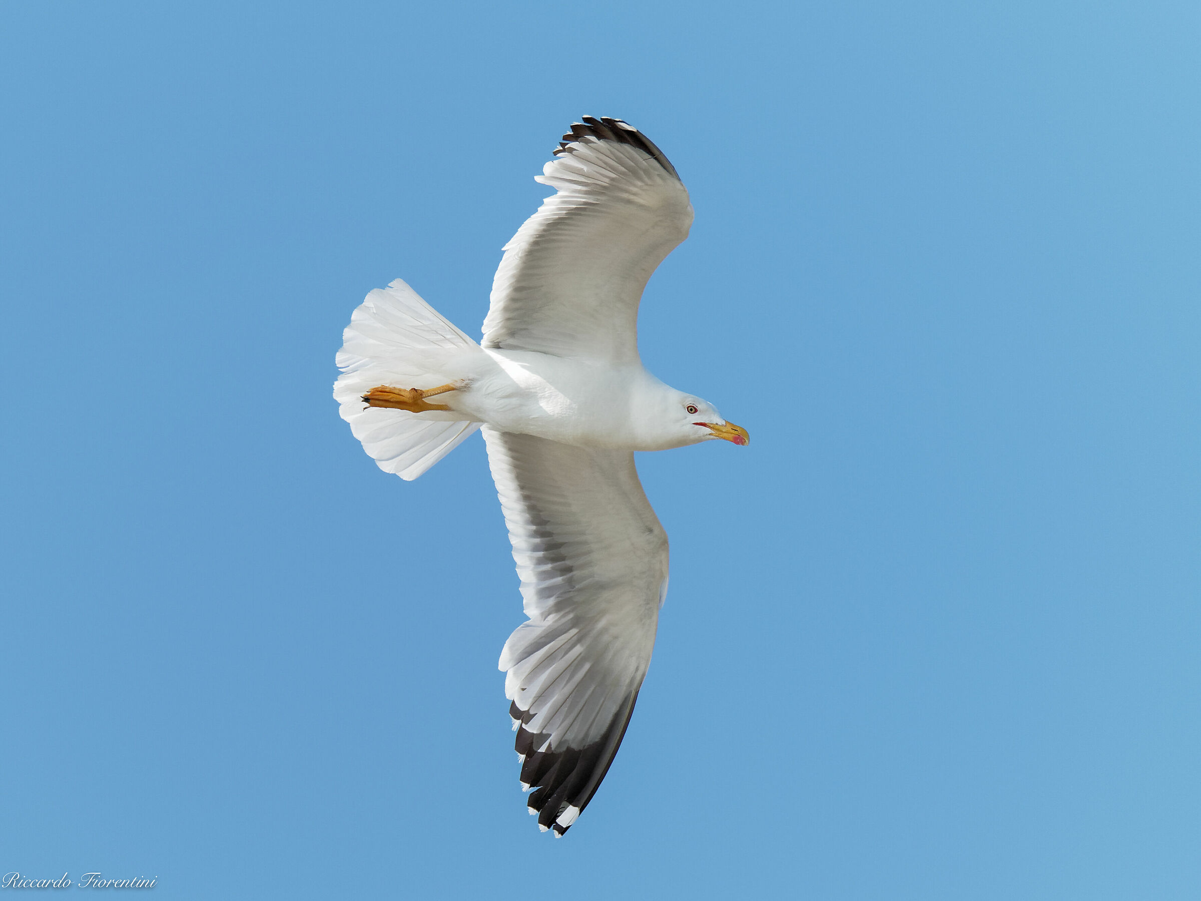 Royal seagull