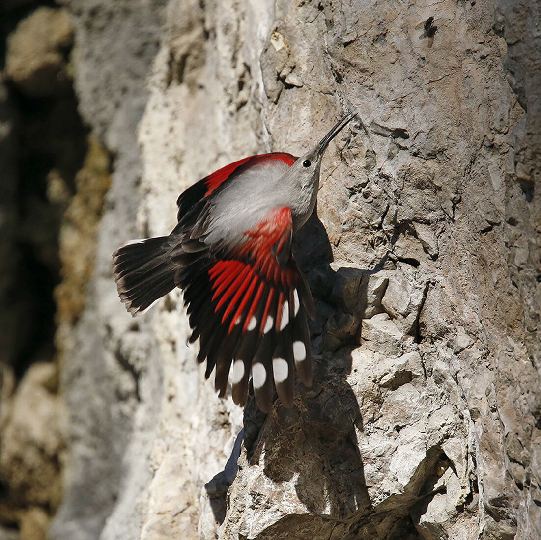 picchio muraiolo (Tichodroma muraria)