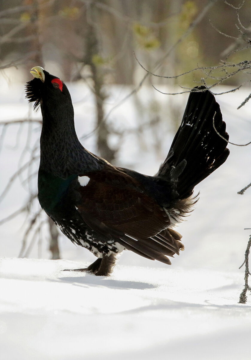 grouse cedrone against light