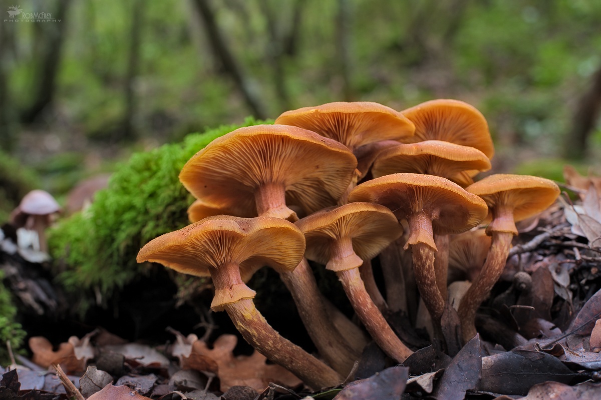 Armillariella mellea - Chiodini