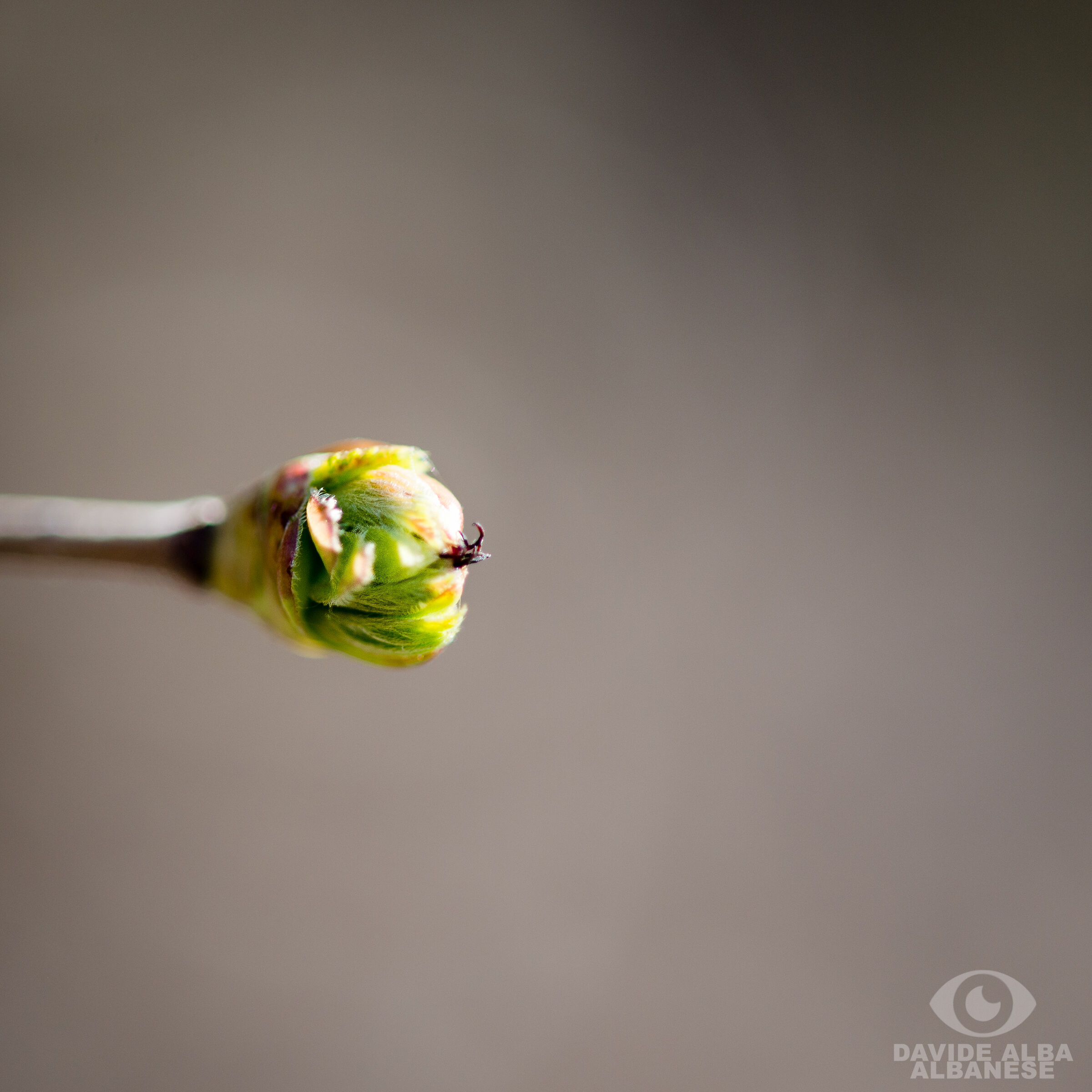 Voglia di primavera...