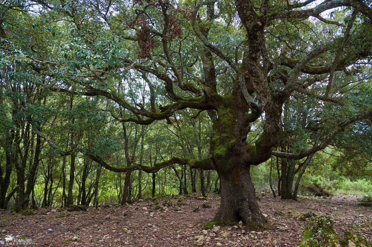 Centuries-old oak - Montarbu