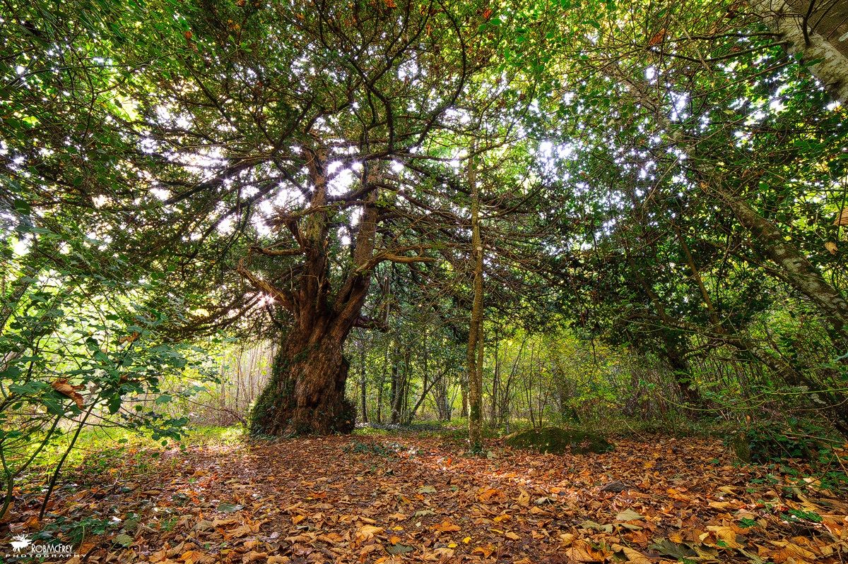 Rate secular - Badde Salighes