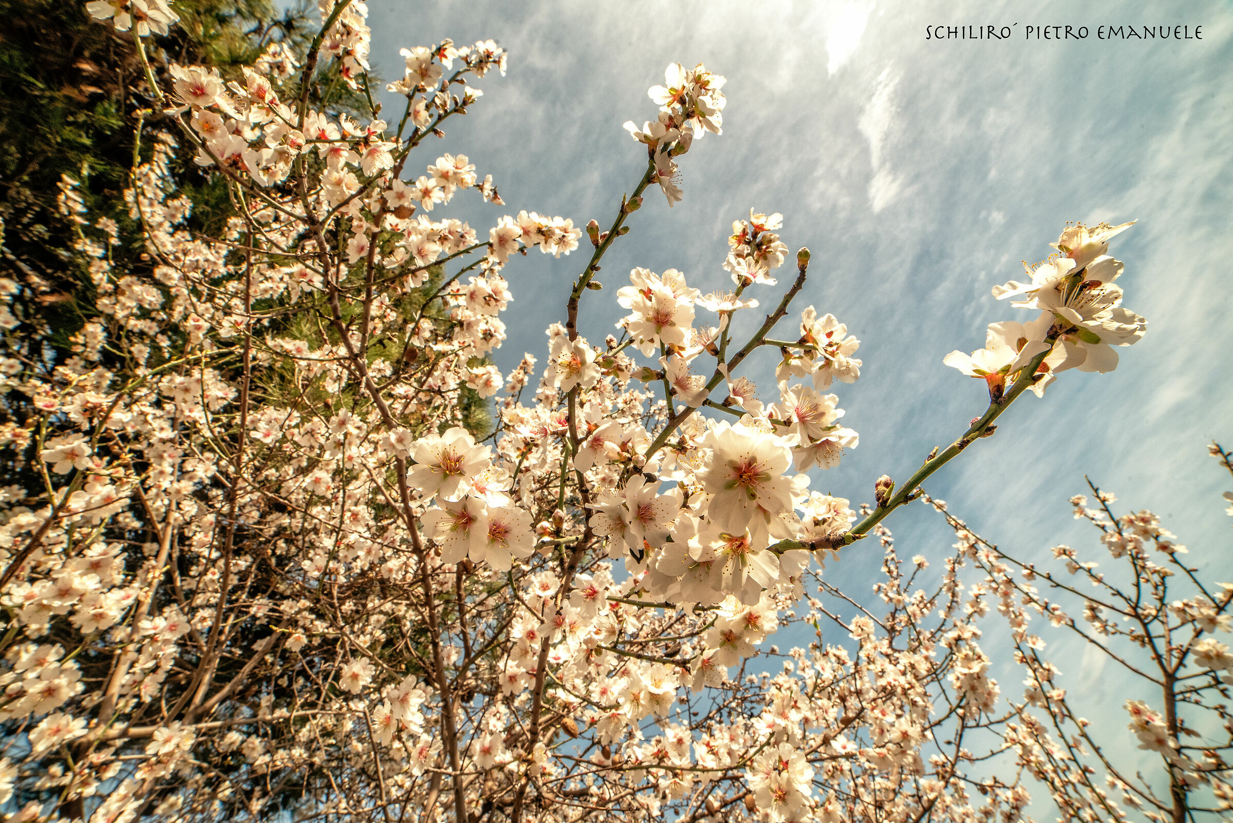 I got lost in the Almond