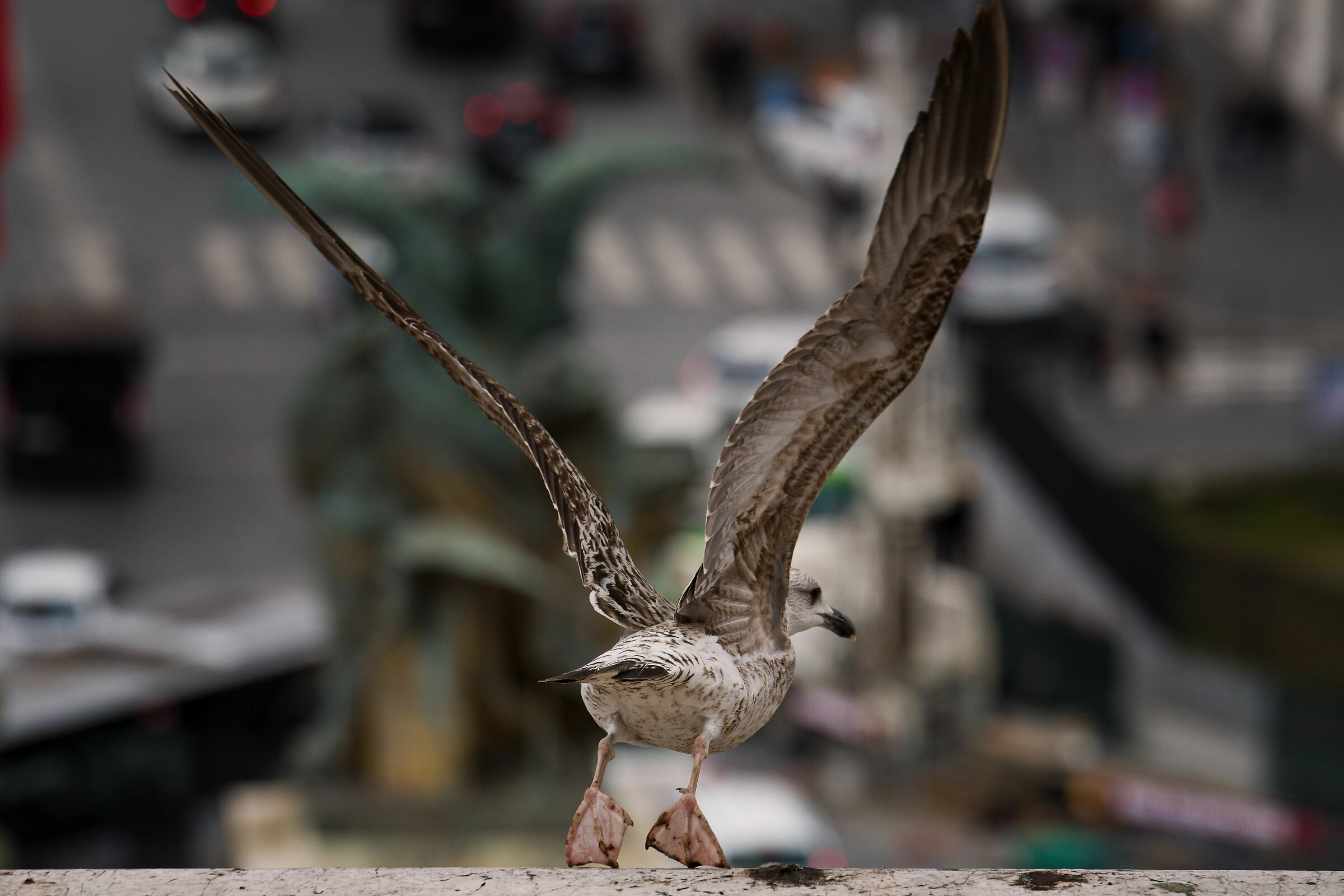 Decollo sulla cittá