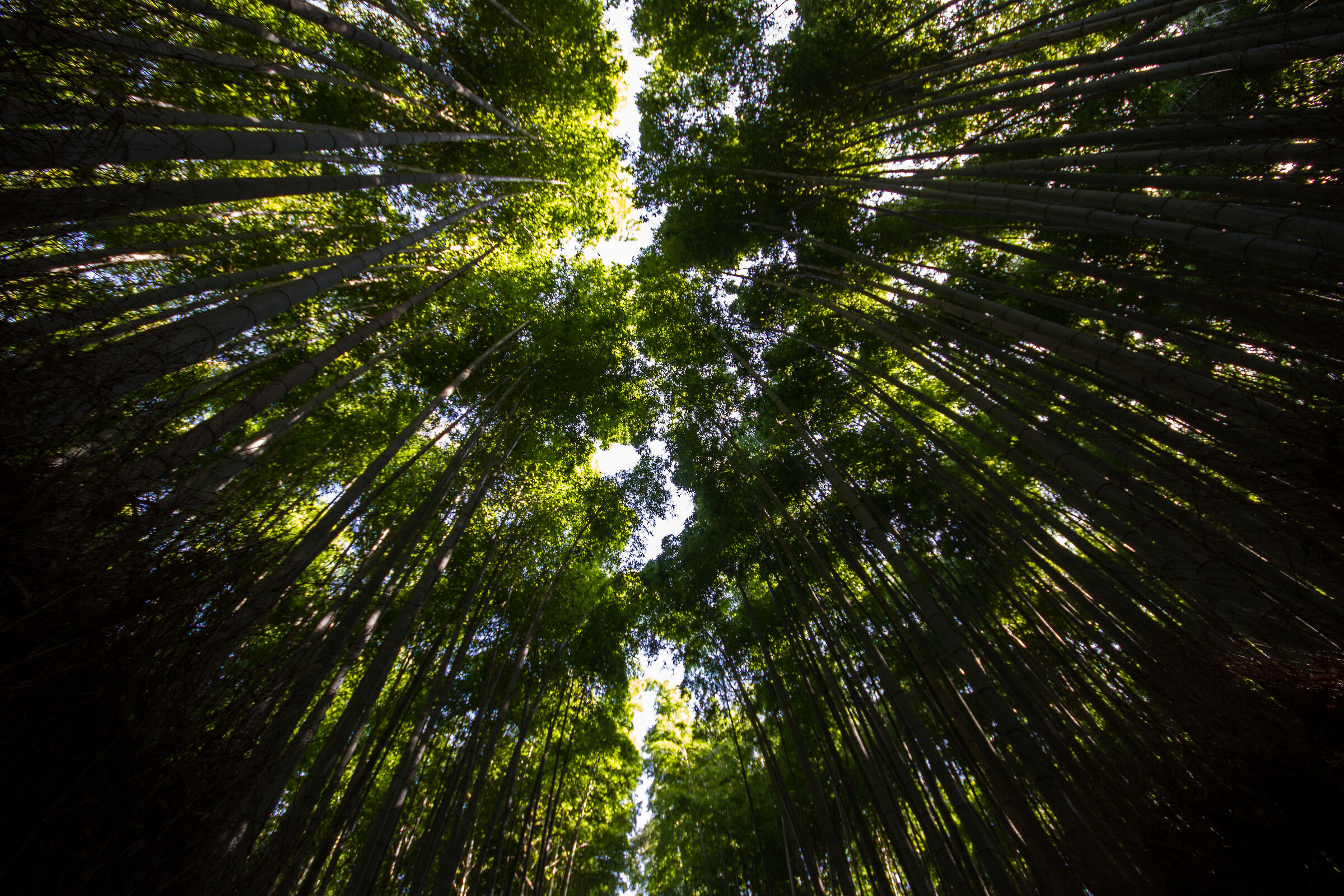 Foresta di bambù di Arashiyama
