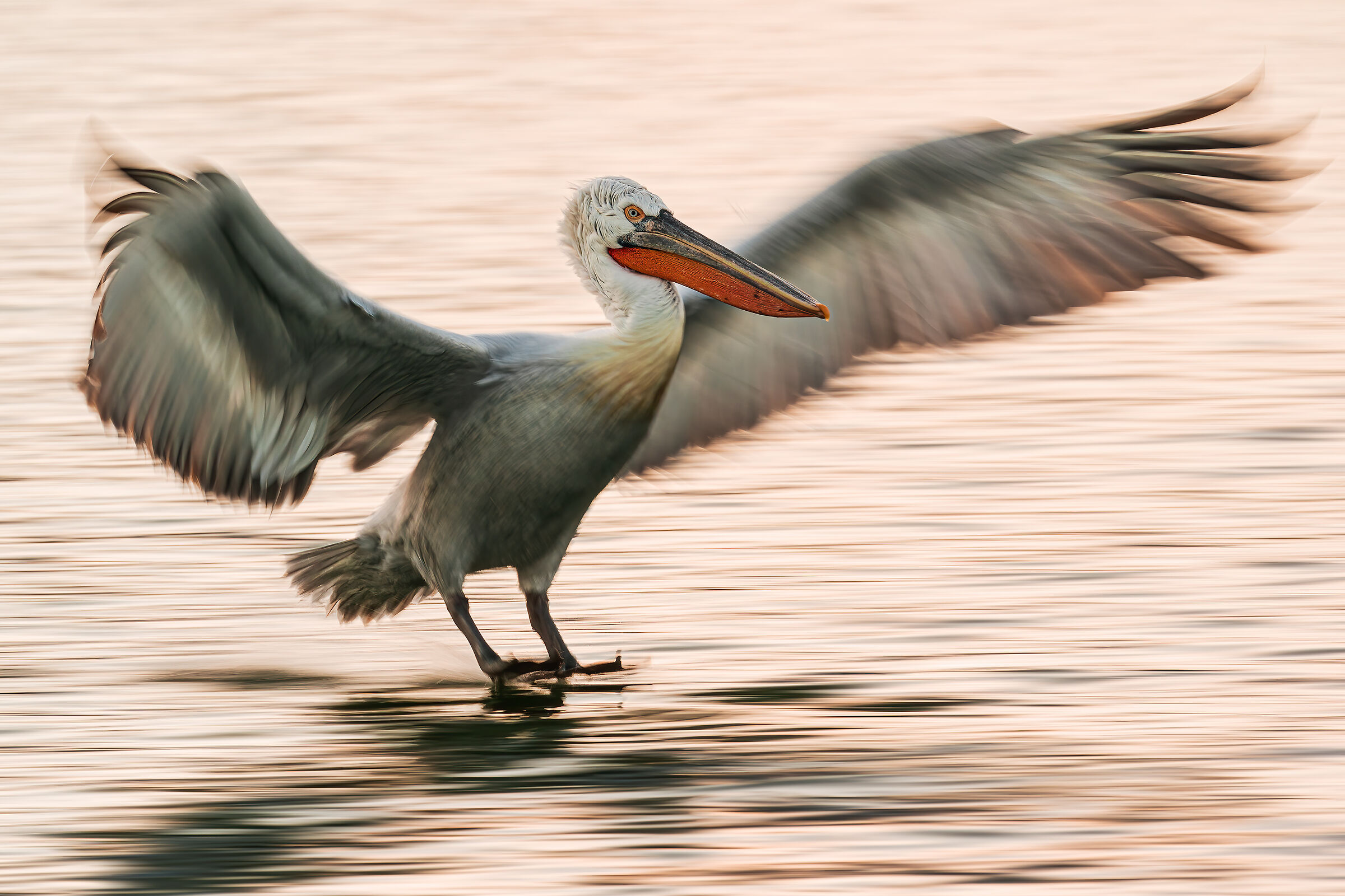 Il riccio in panning