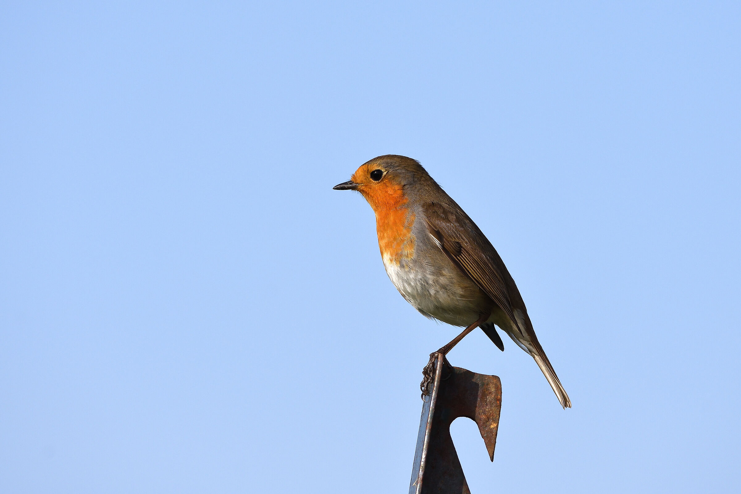 Pettirosso su posatoio metallico