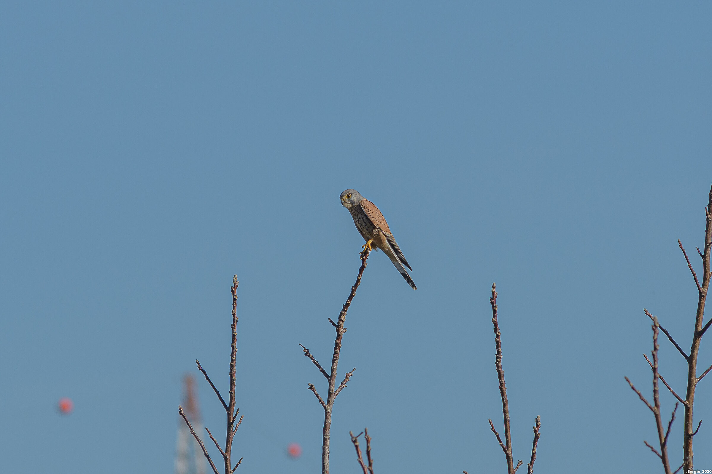 Kestrel