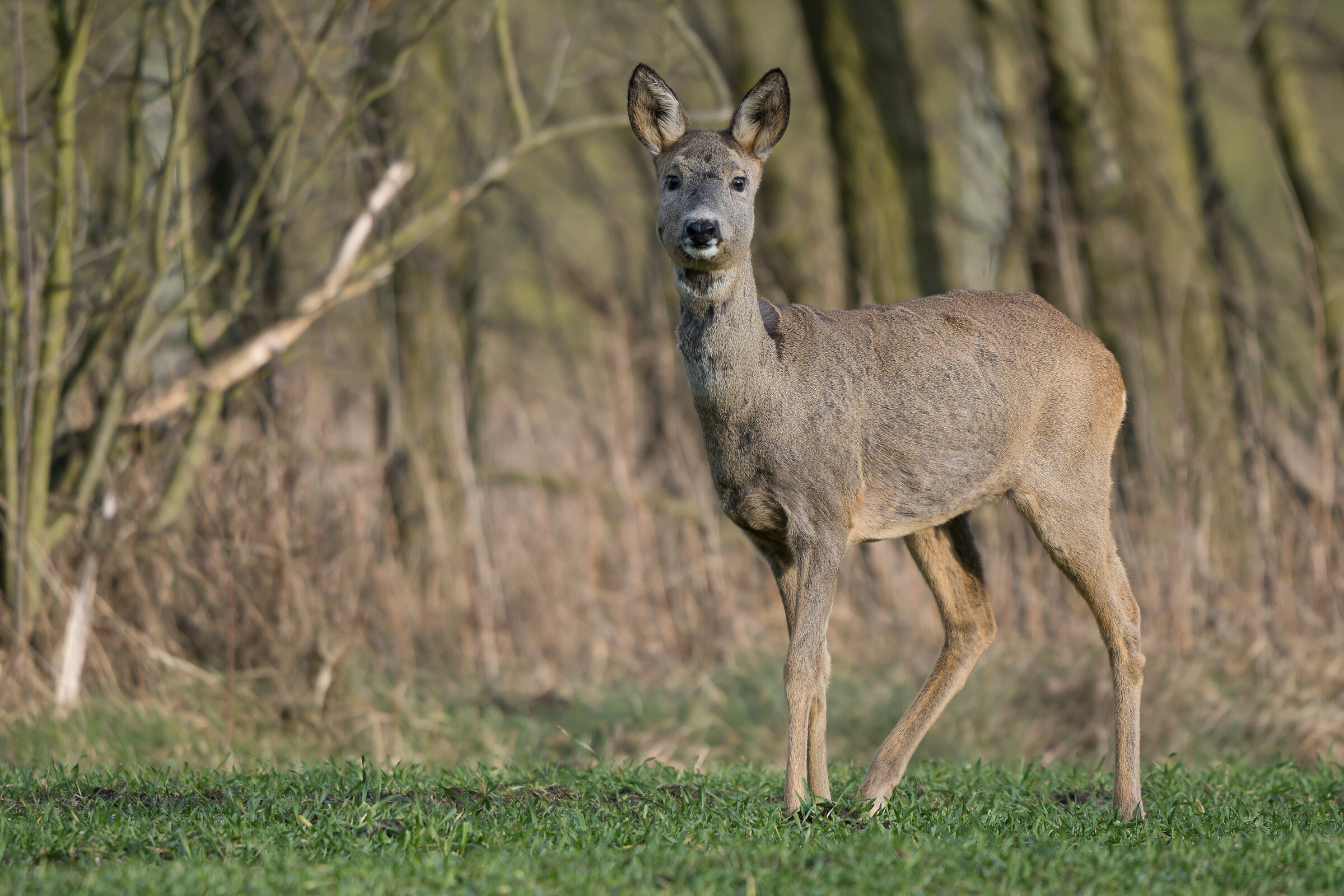 Roe deer (Capreolus capreolus)