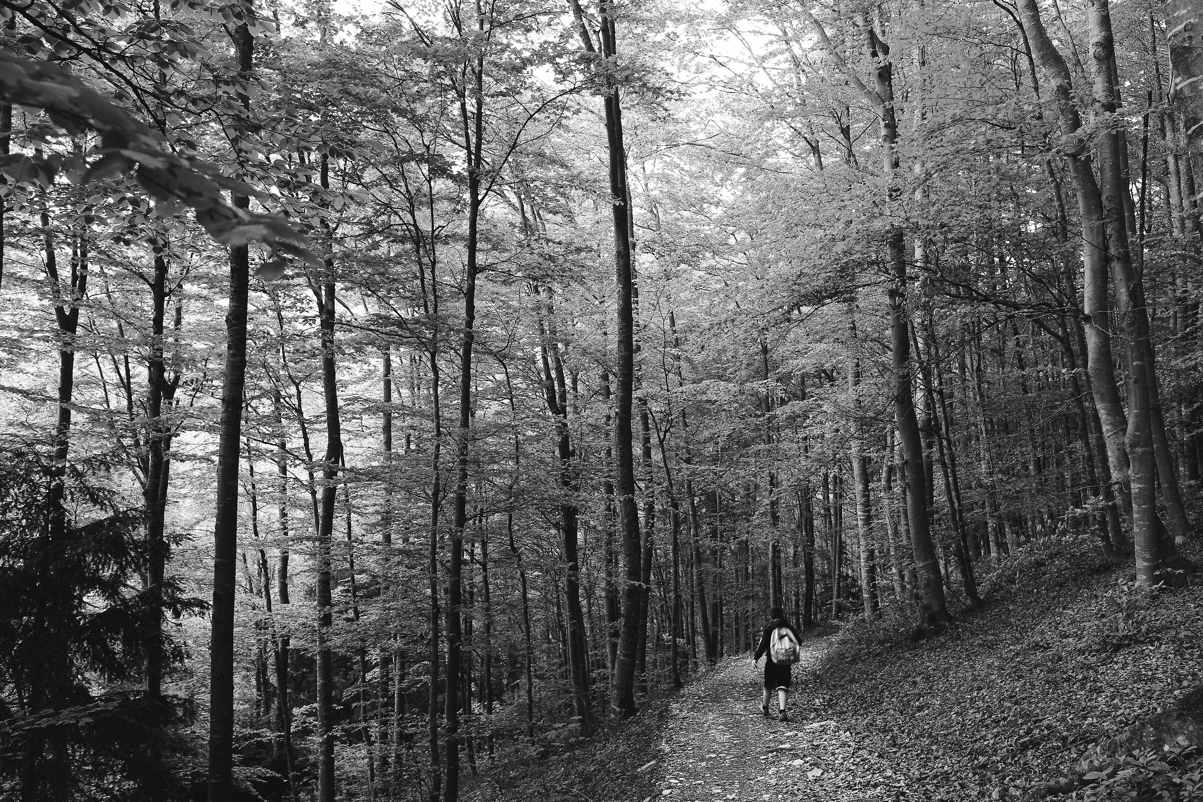 Nel bosco