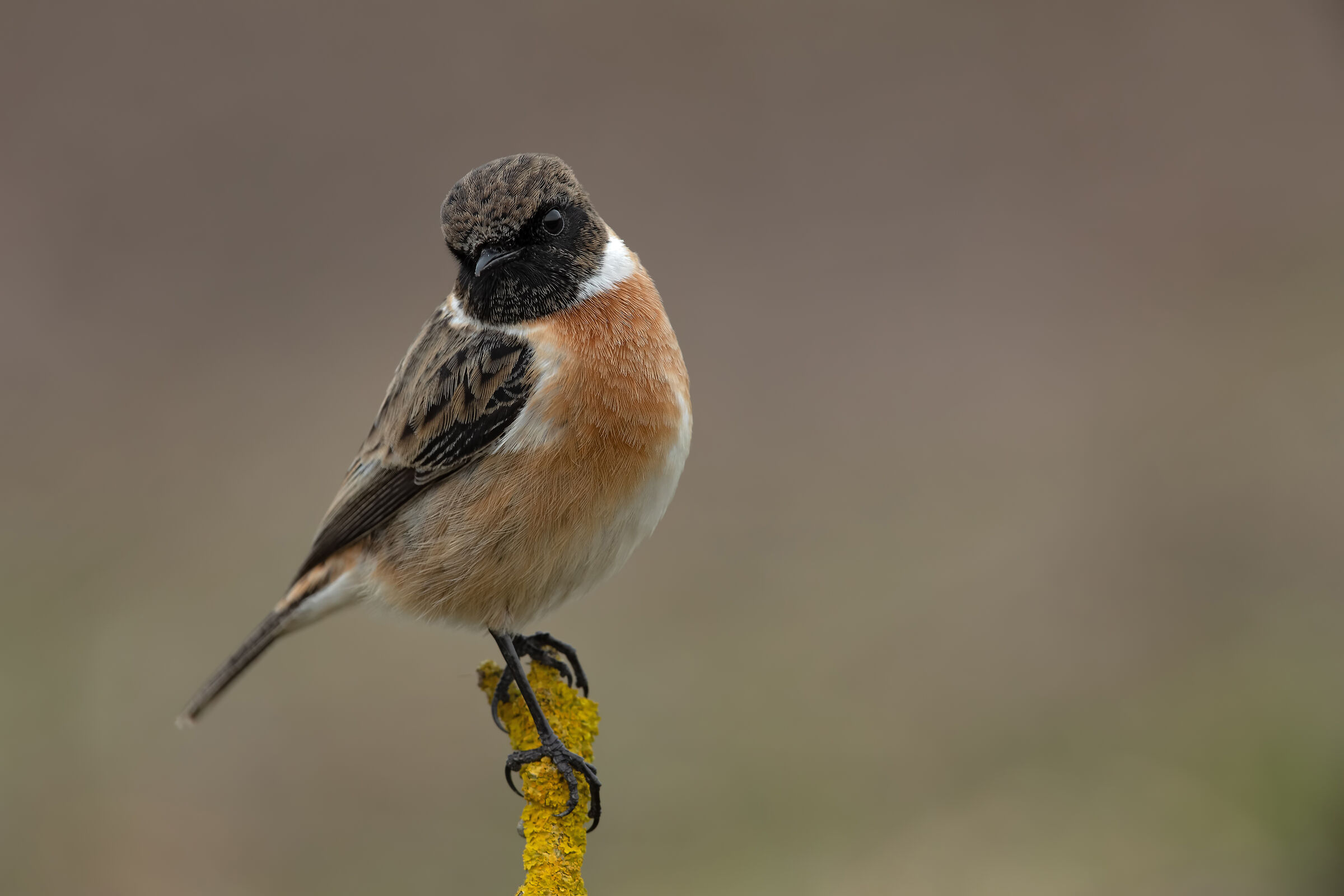 Saltimpalo - European Stonechat