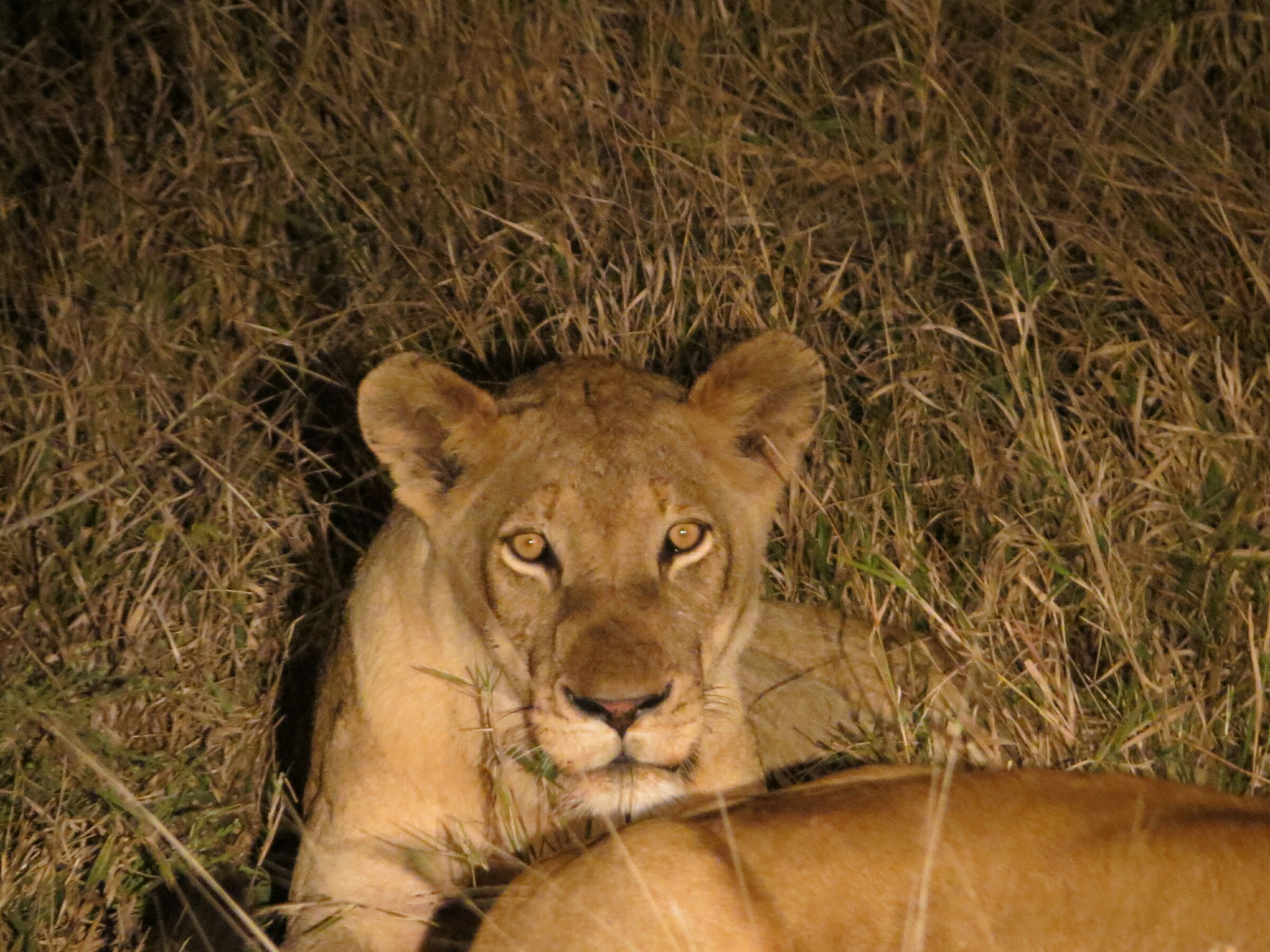 la regina della savana