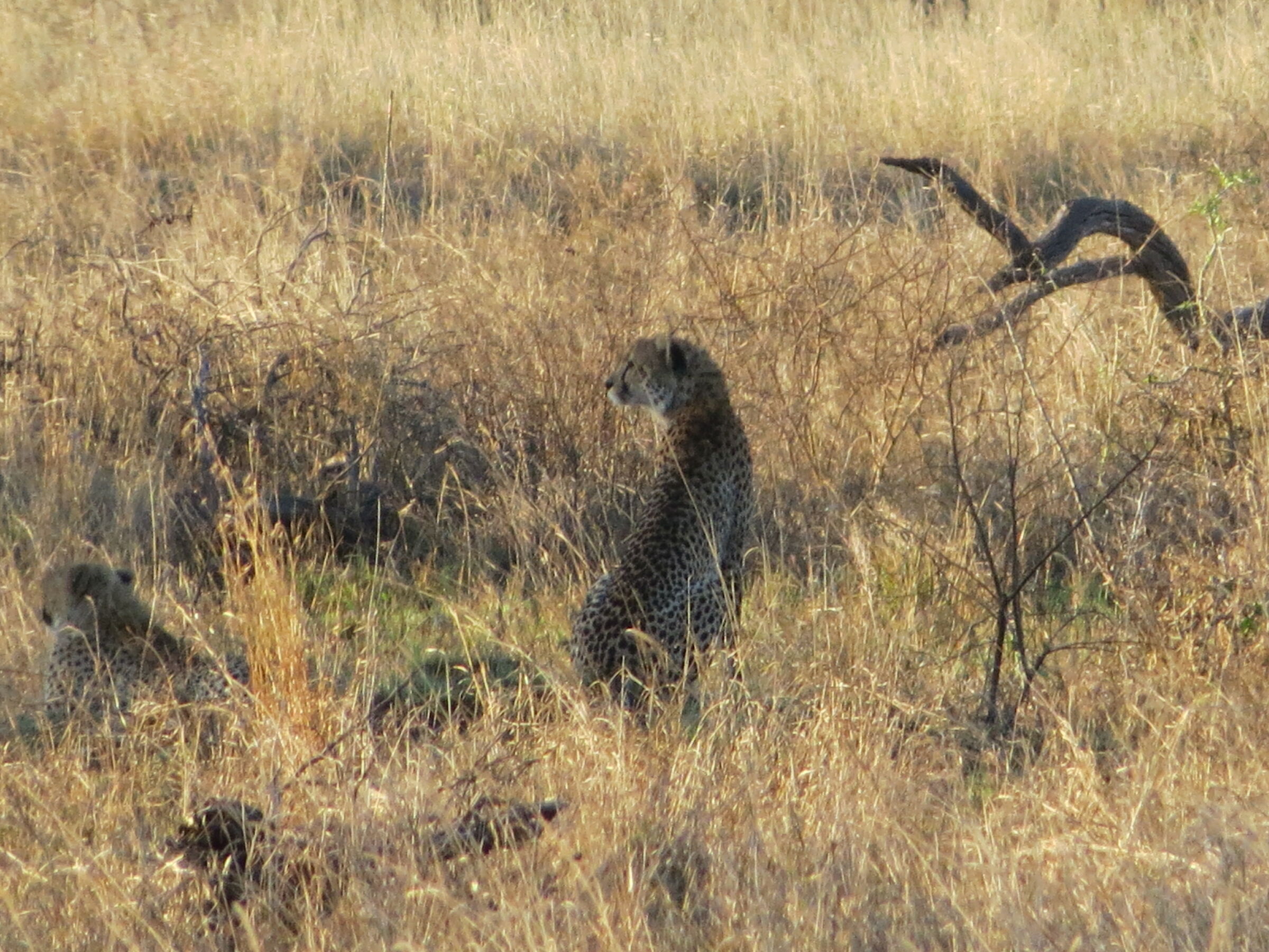 attesa prima della caccia