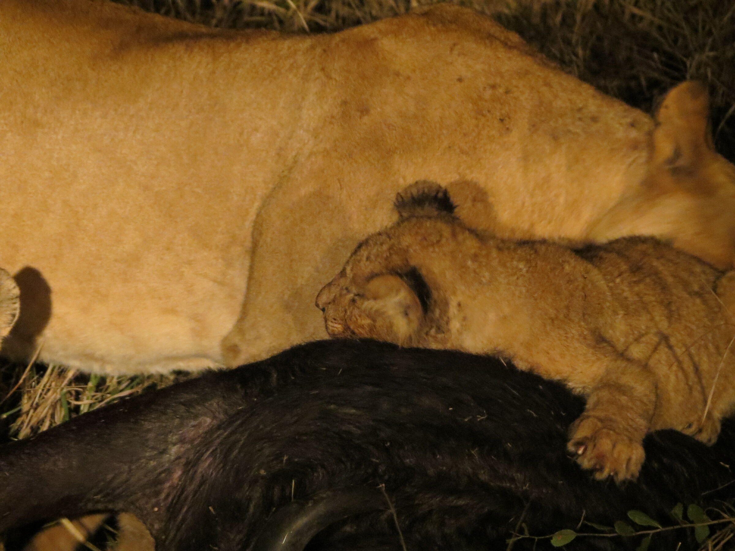 pennichella a pancia piena