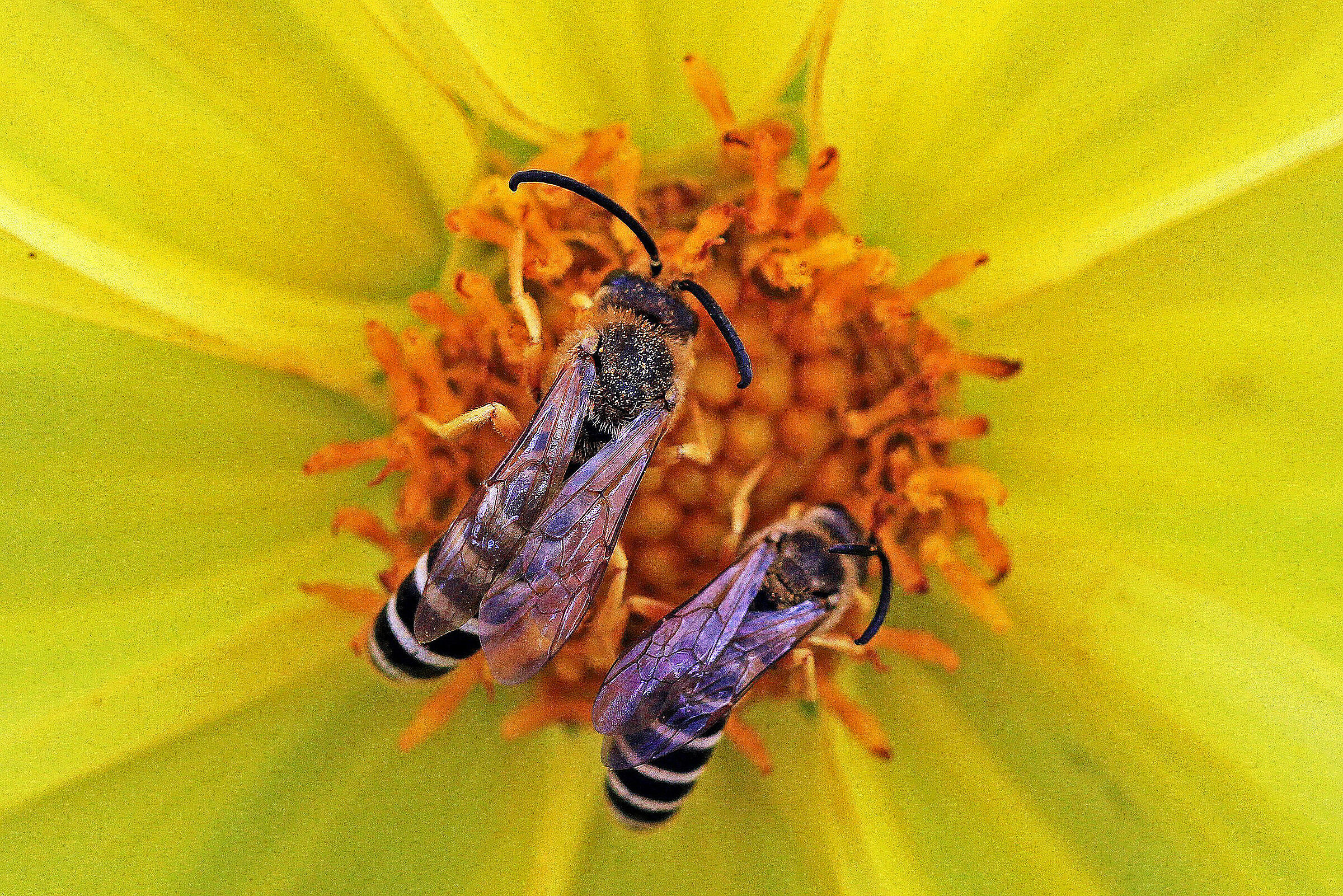 Flower with insects