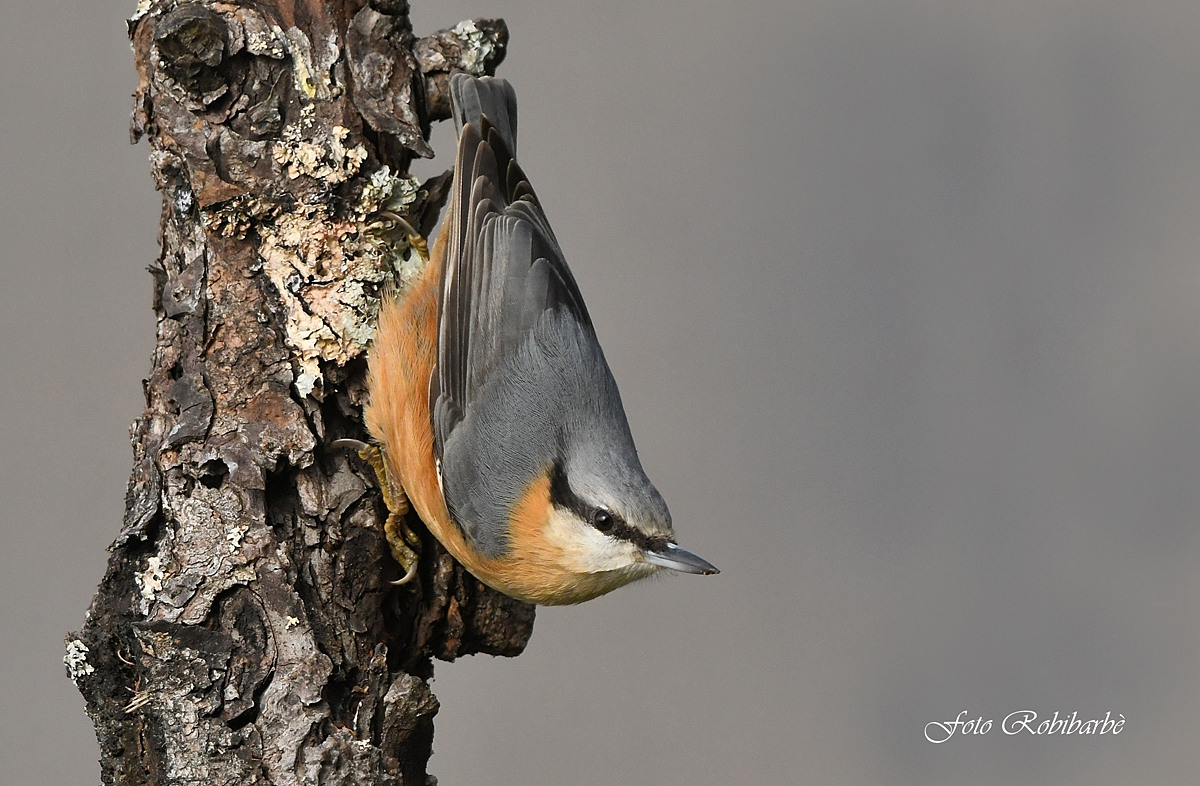 Woodpecker mason....