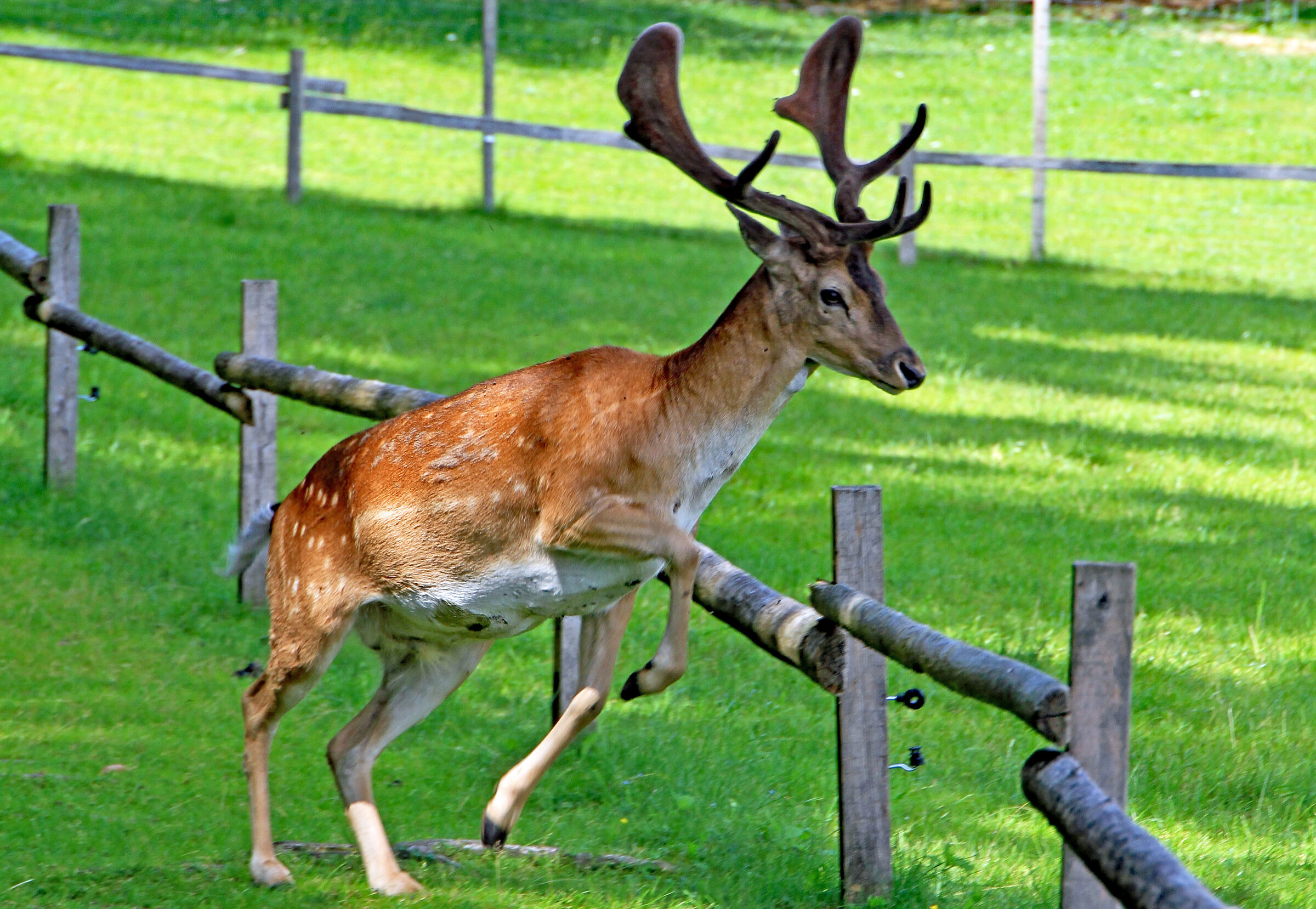 Daino climbing over a fence