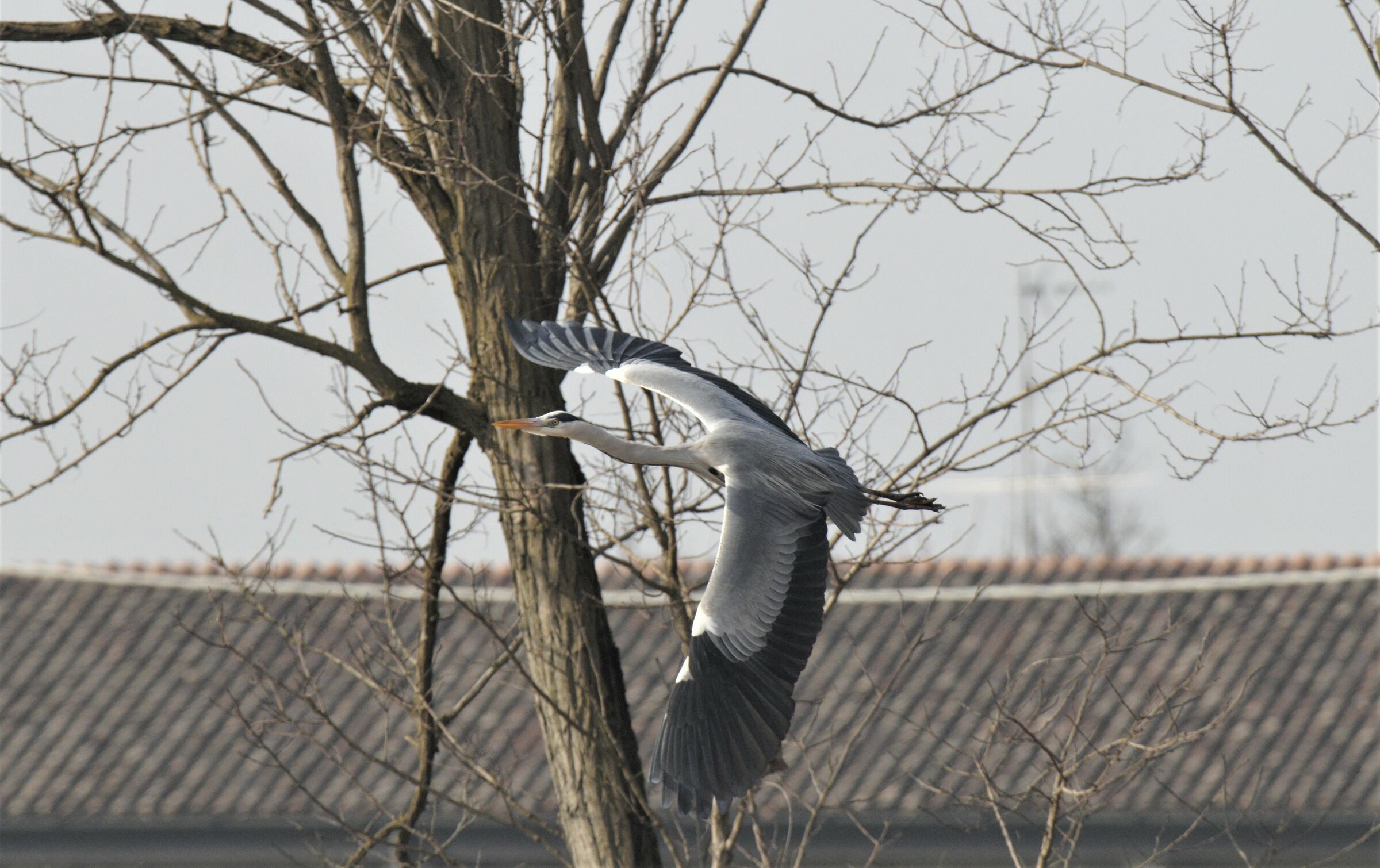 Attento agli alberi beva menoooooooo