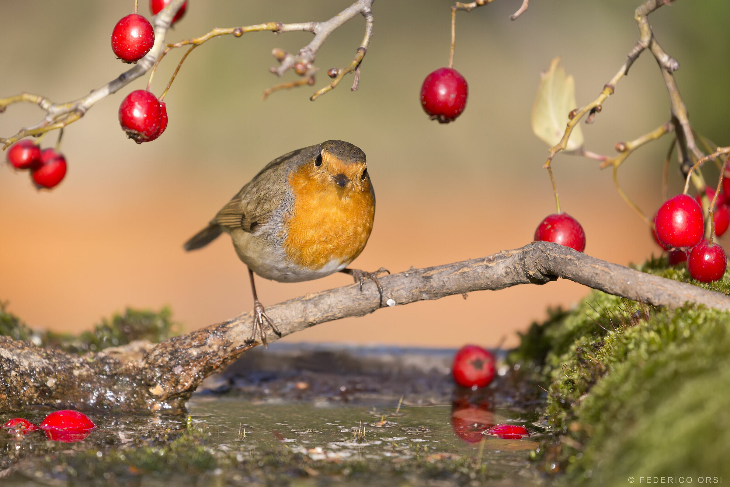 Robin e il Biancospino
