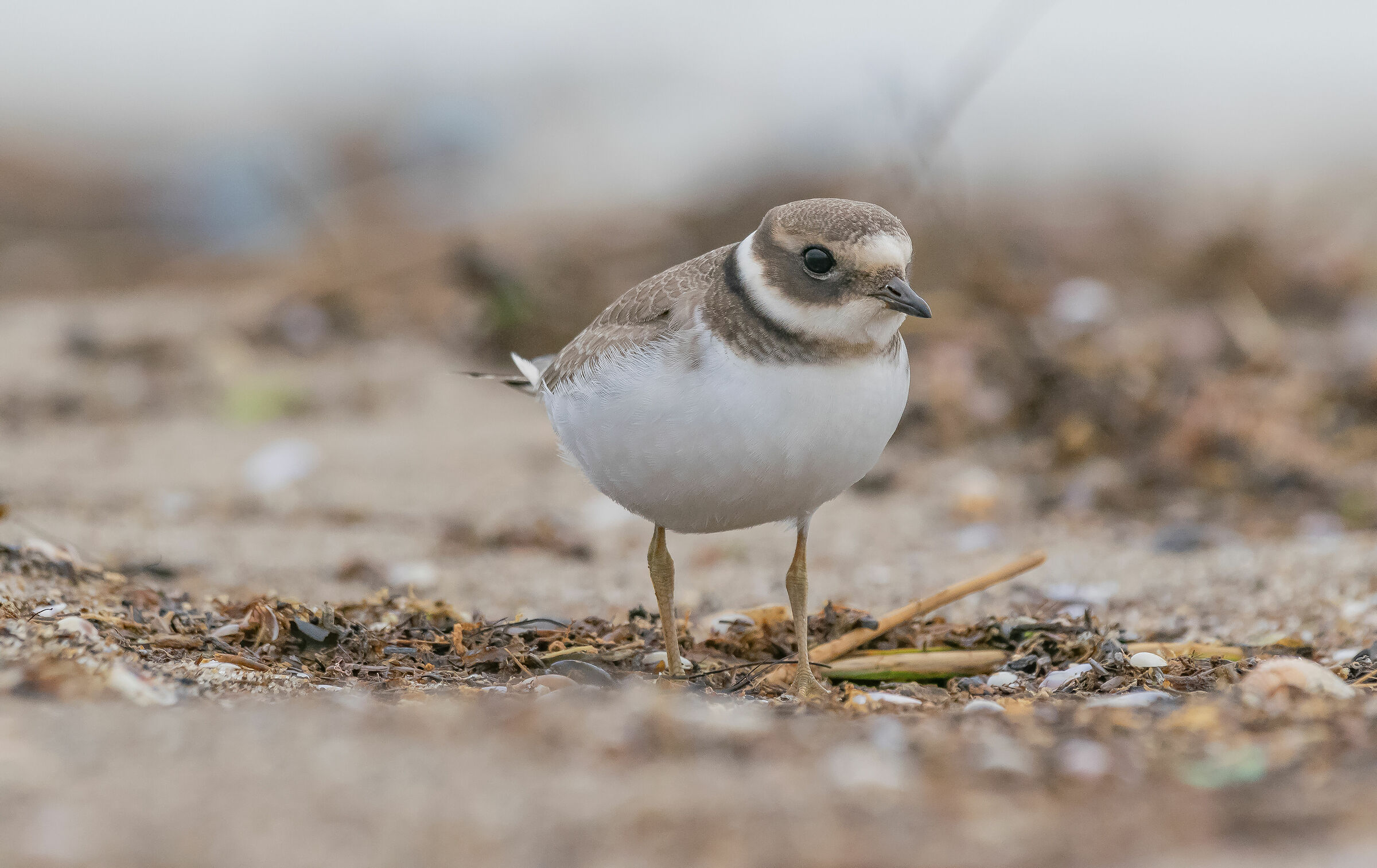 The Big Courier (Charadrius hiaticula, Linnaeus 1758