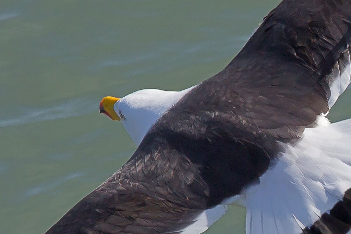 Pacific Gull