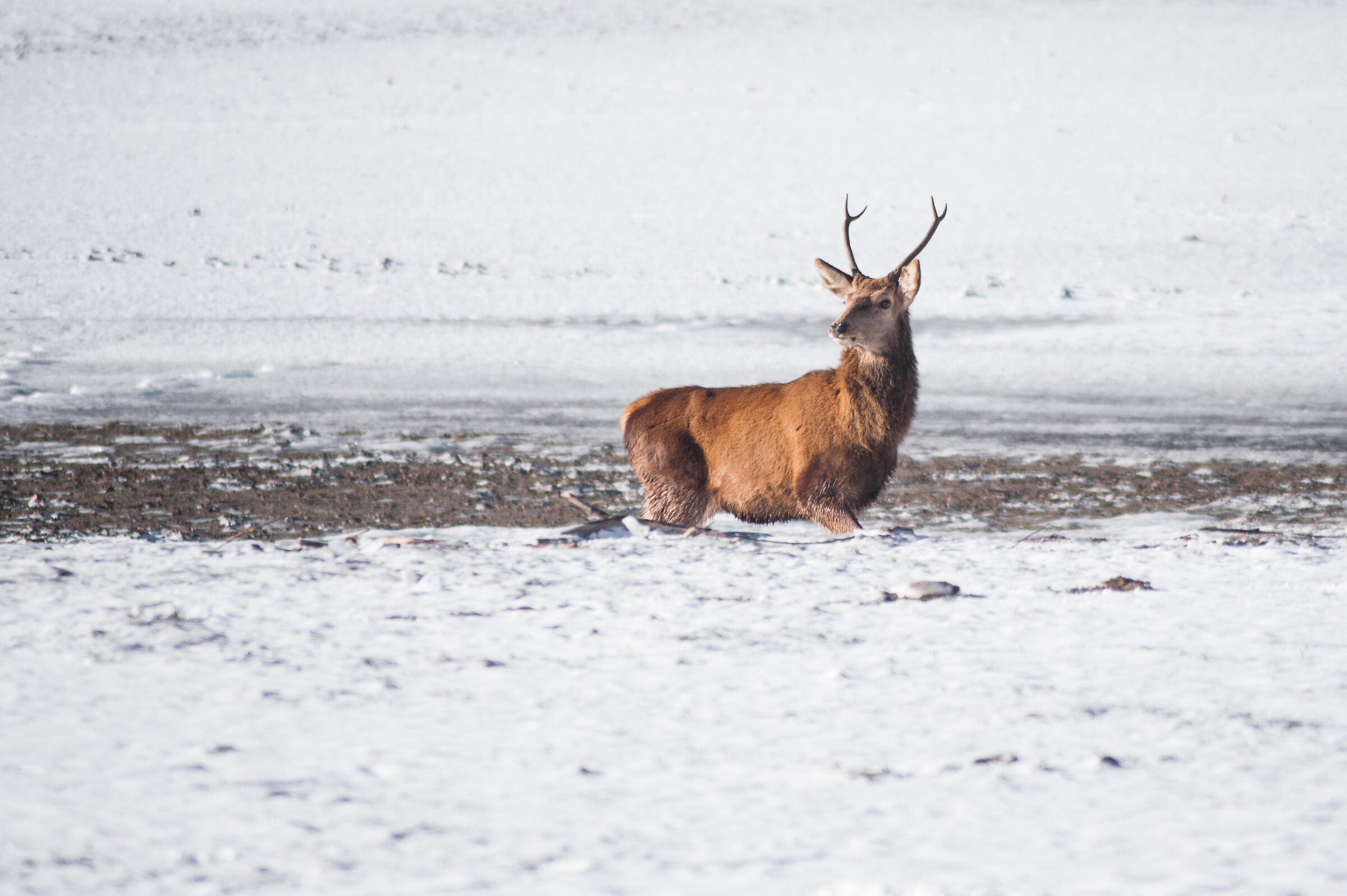 Giovane cervo solitario