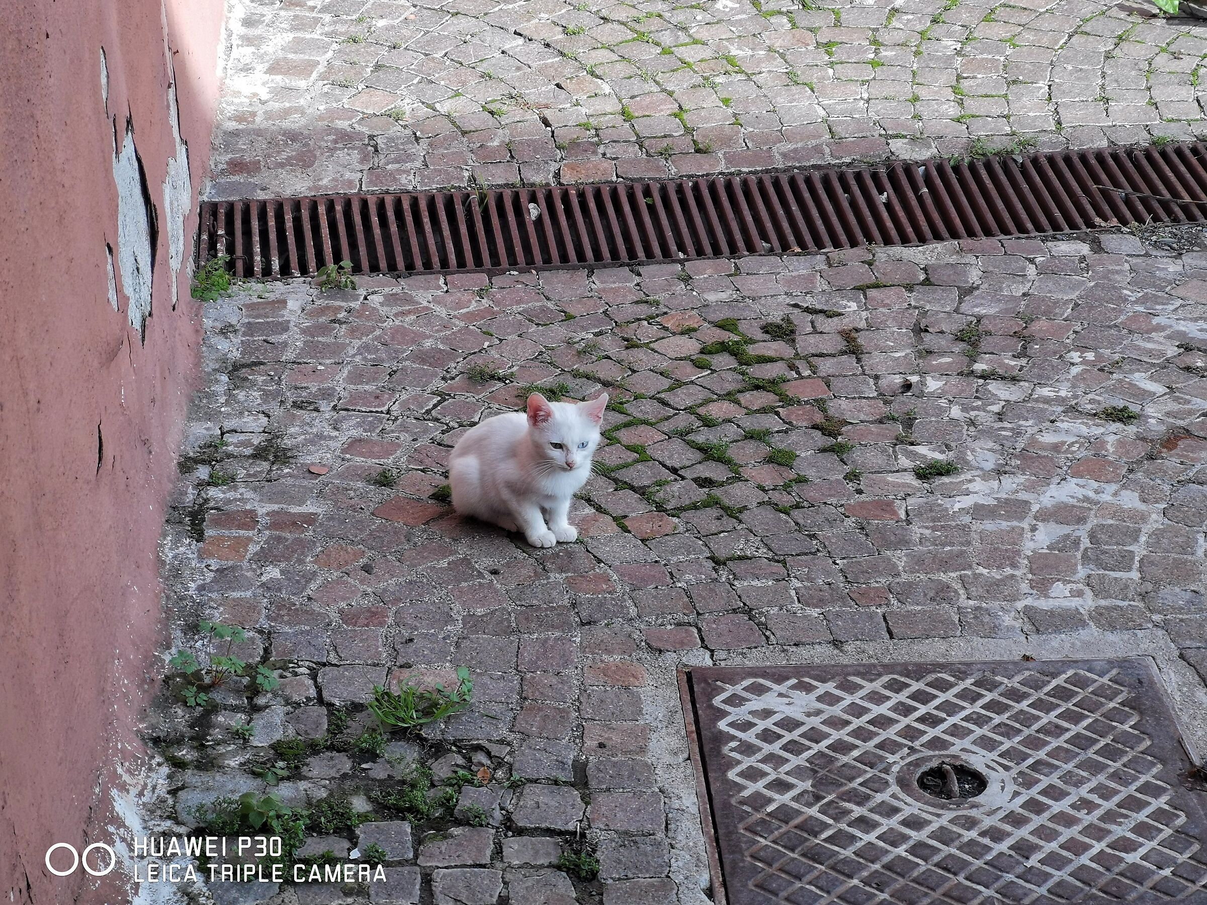 Country's stray kitten