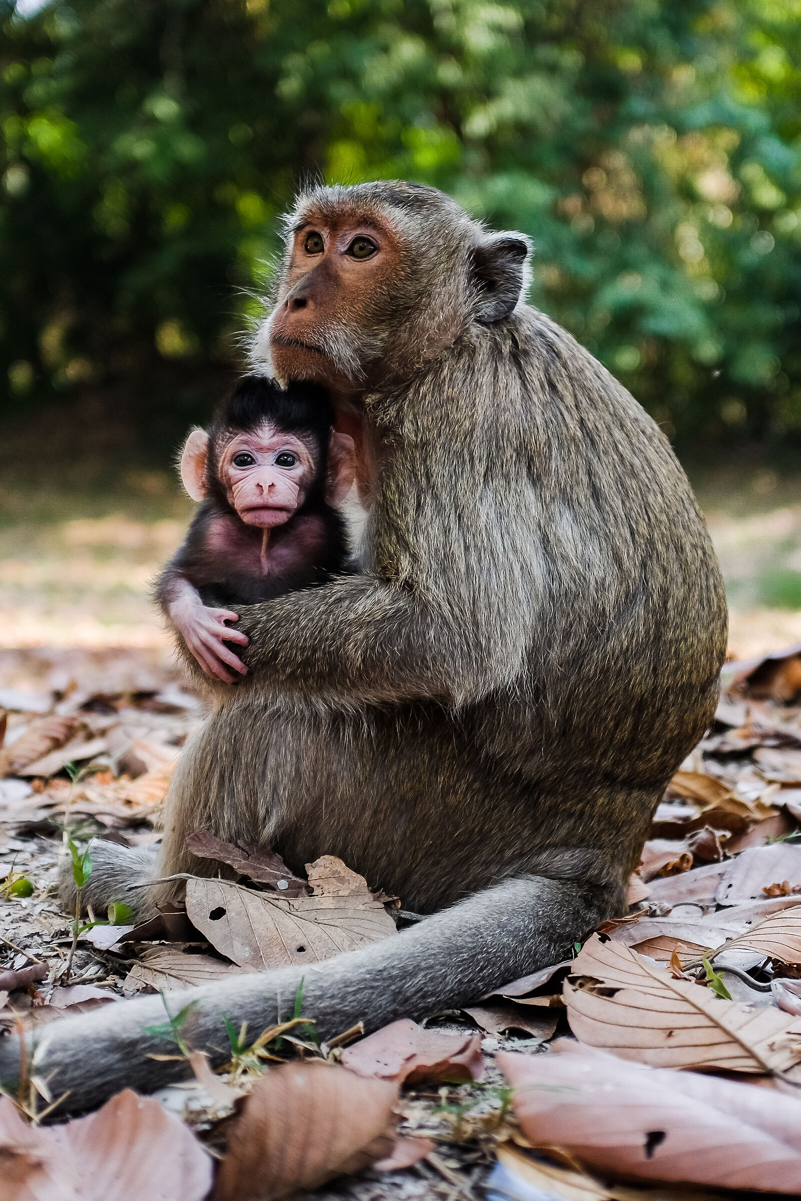 Angkor Wat, Cambodia