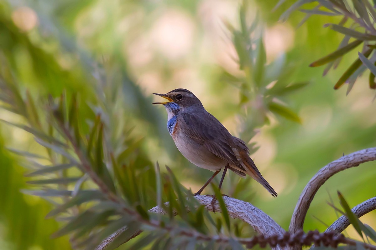 Pettazzurro al canto