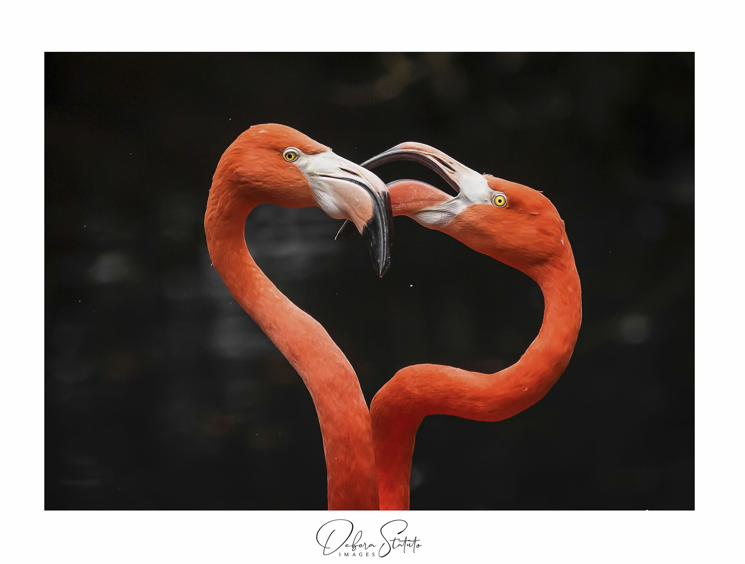 Happy Valentine's Day .....