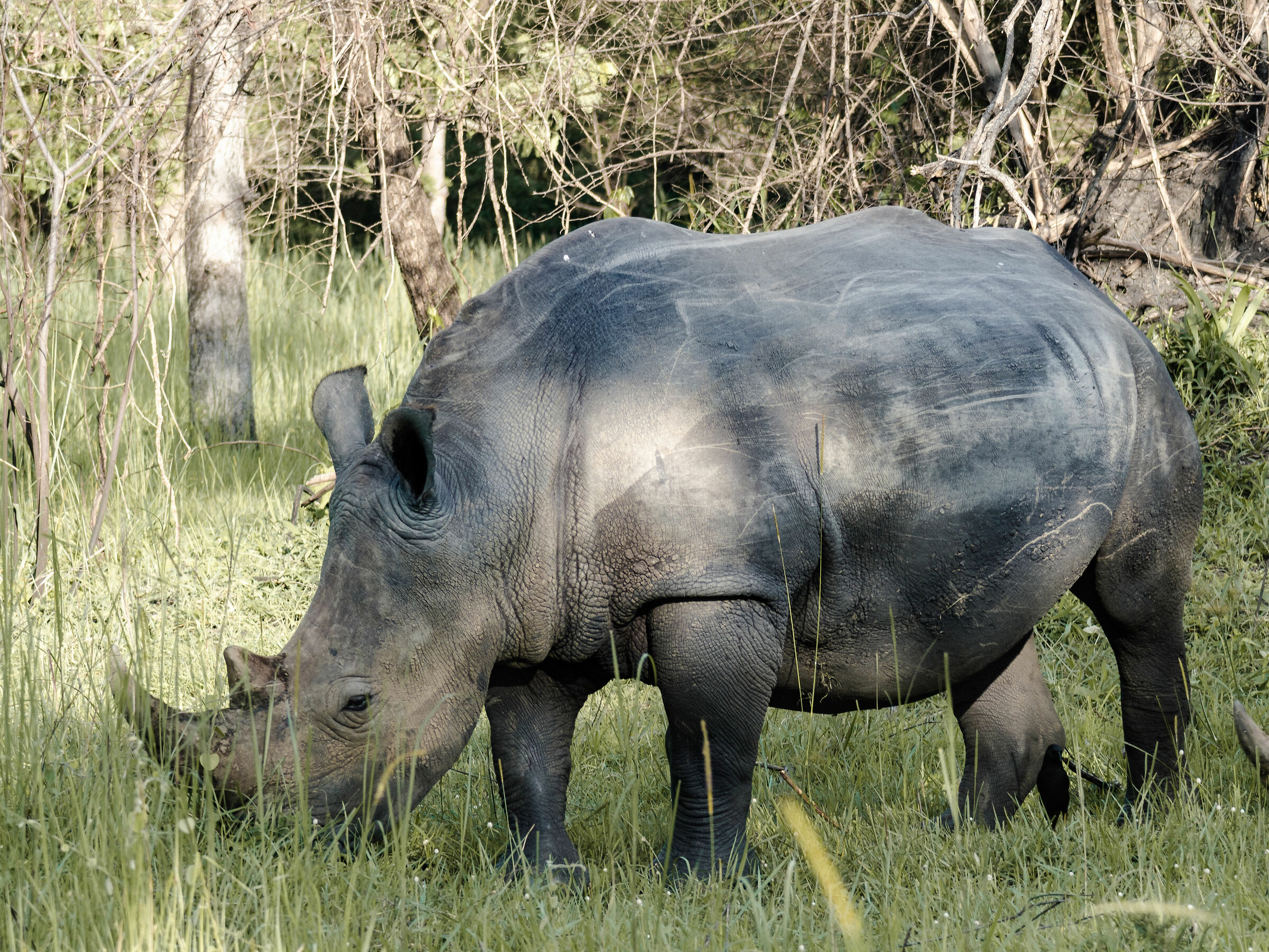White Rhino at Ziwa Sanctuary