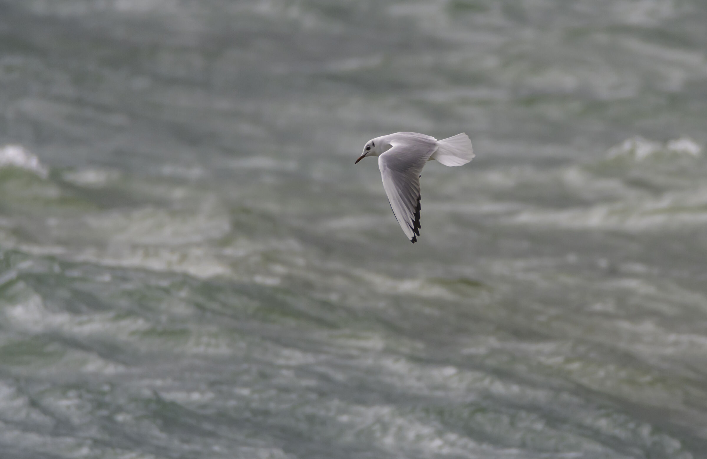 gabbiano piglia pesci Zinola