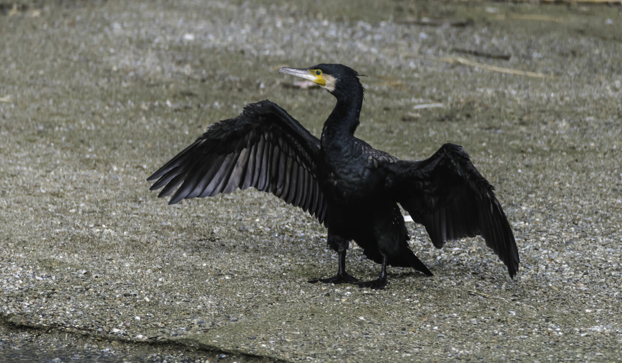 cormorano -foce del Quiliano (sv)