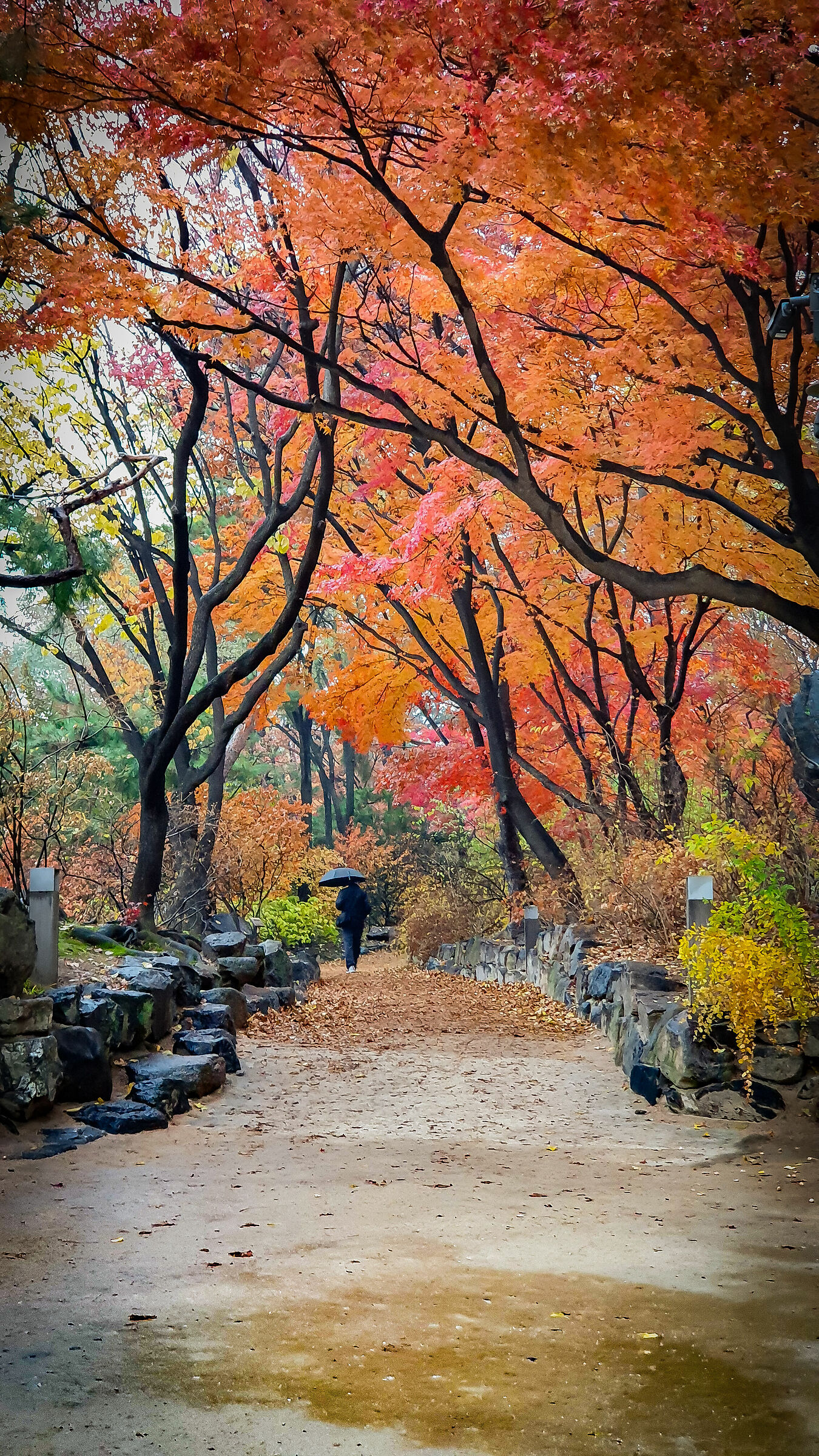 Grey day in Seoul but maples don't care