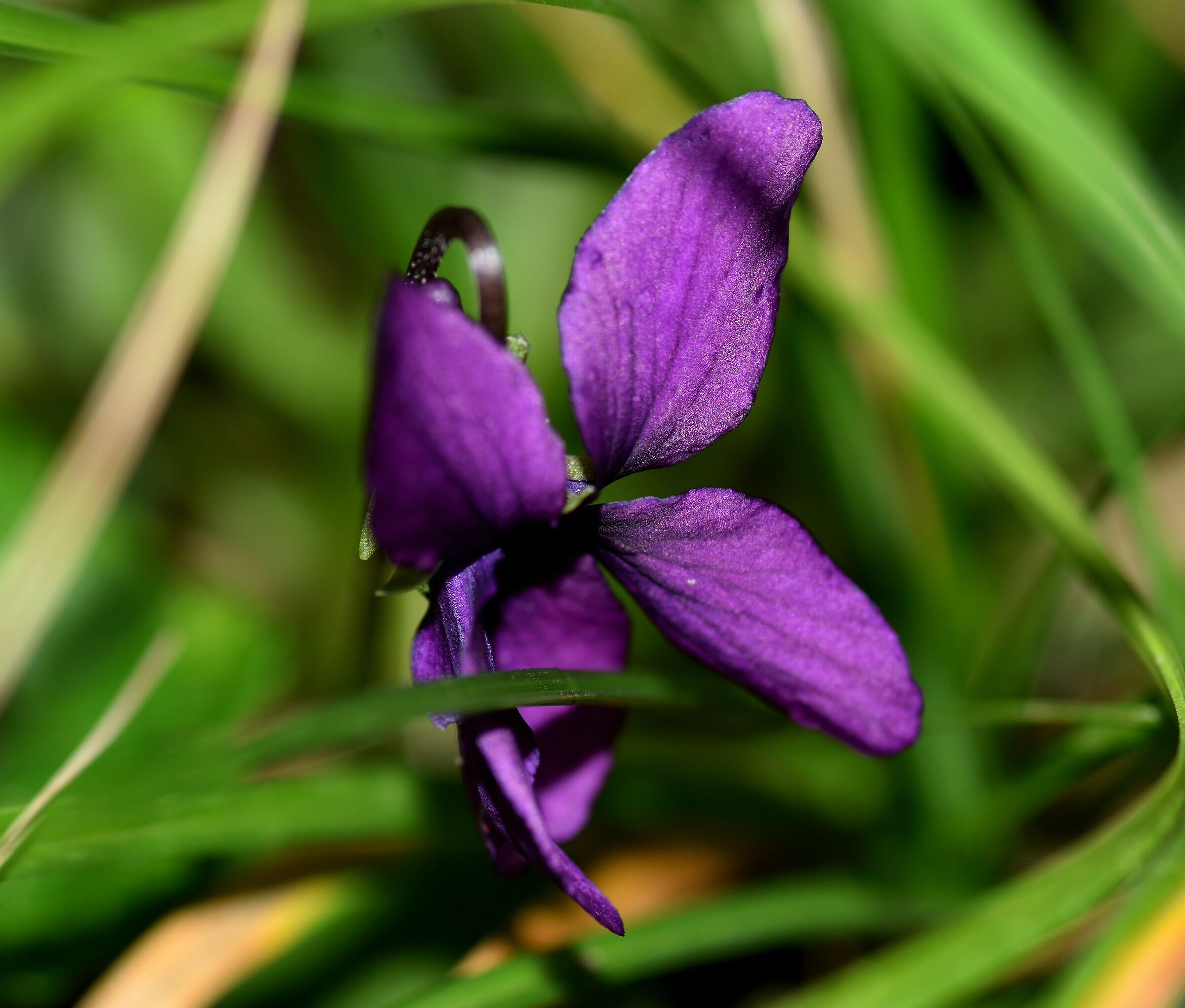 Le prime violette