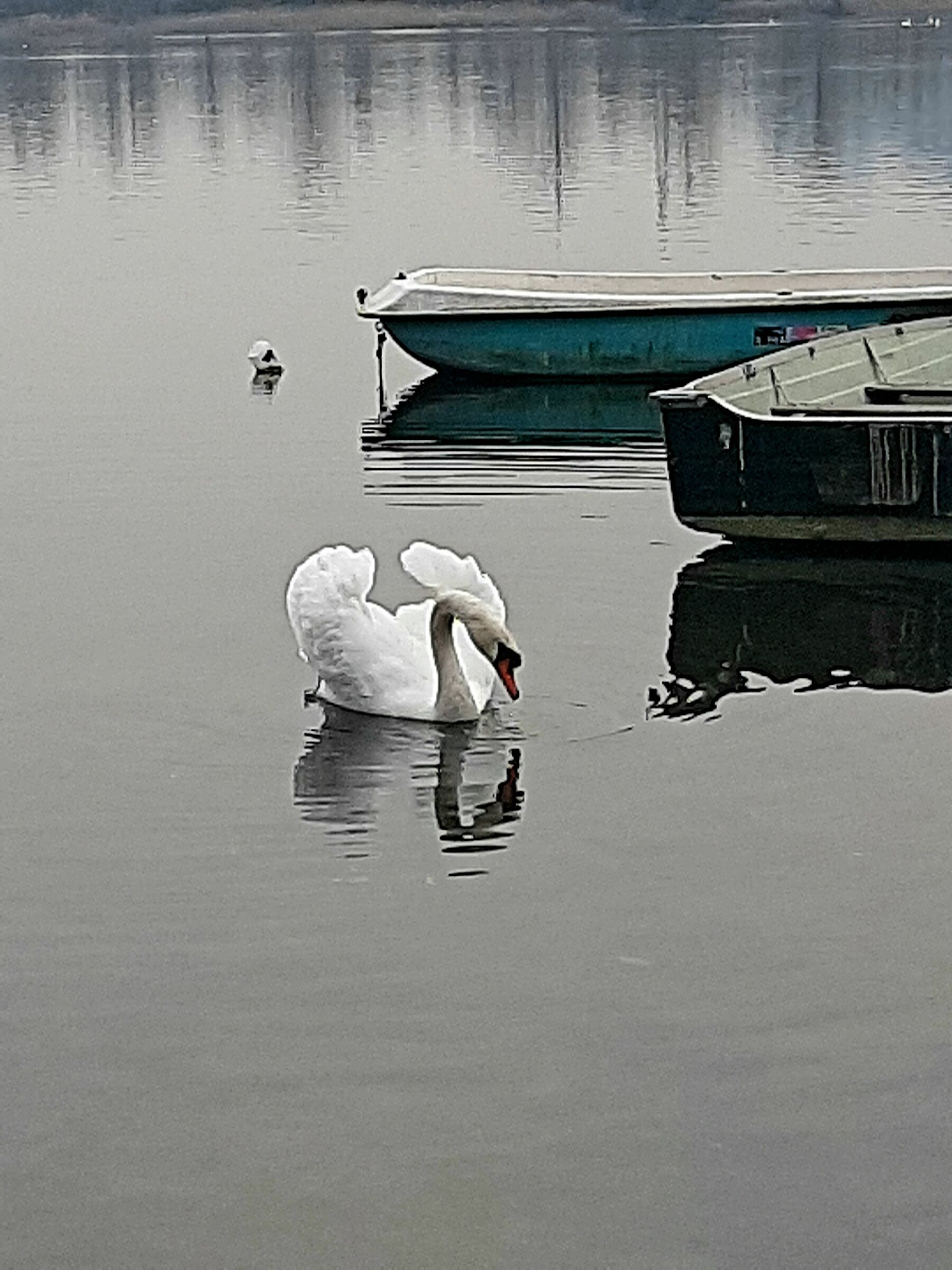 Swan
