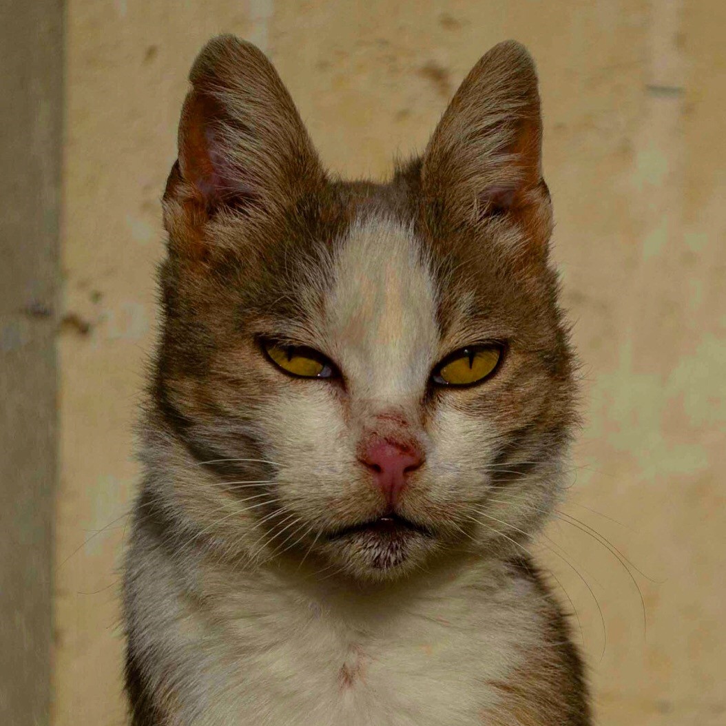 Il guerriero (vedi i segni di tante battaglie sul viso)