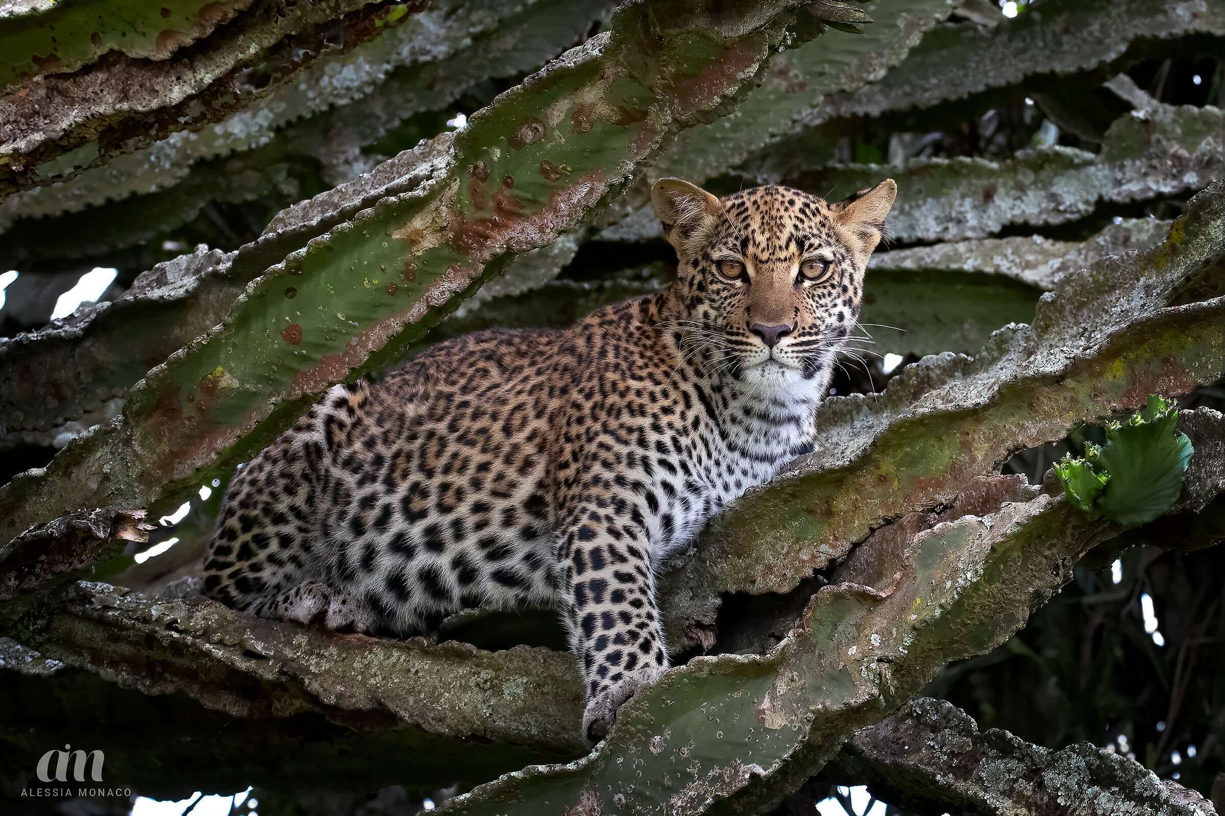 I'm watching you at a distance!