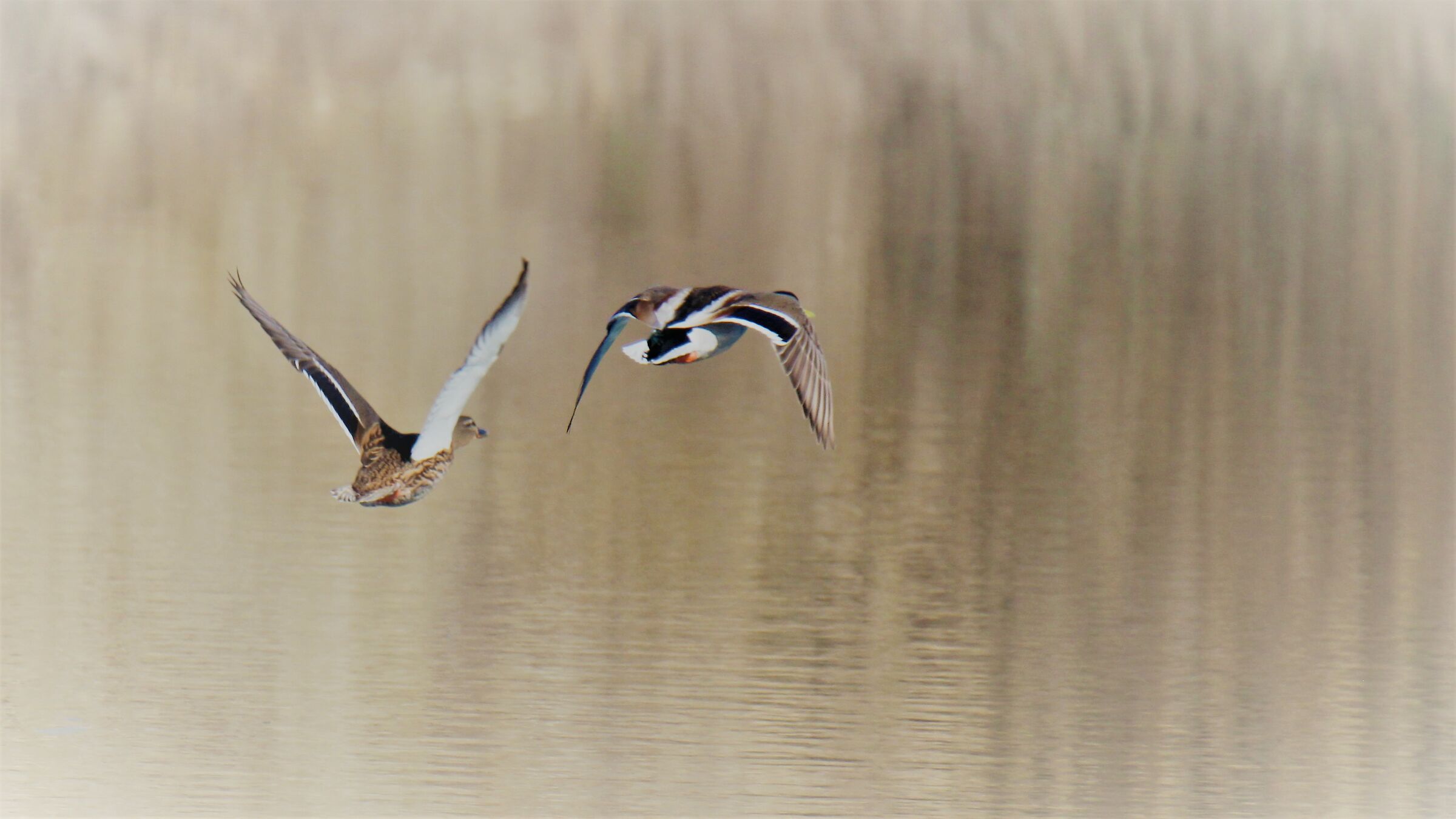 Seagulls at Corvaccino