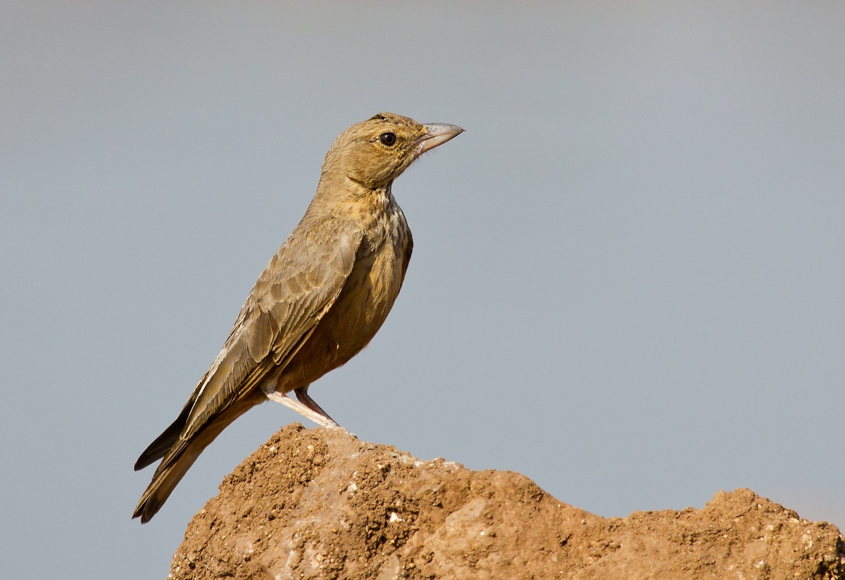 Rufous-tailed Lark