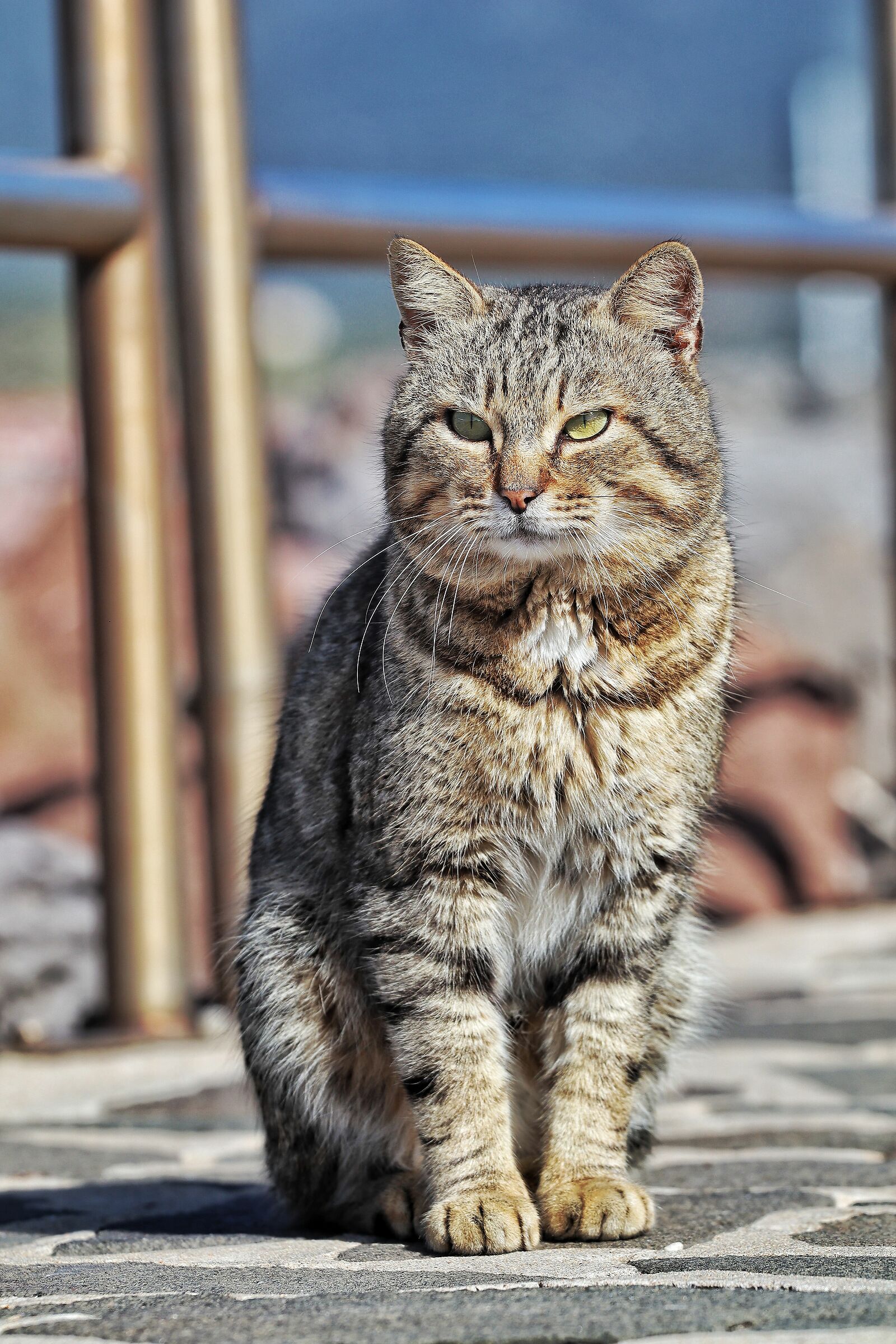 Primo scatto con il 70 200