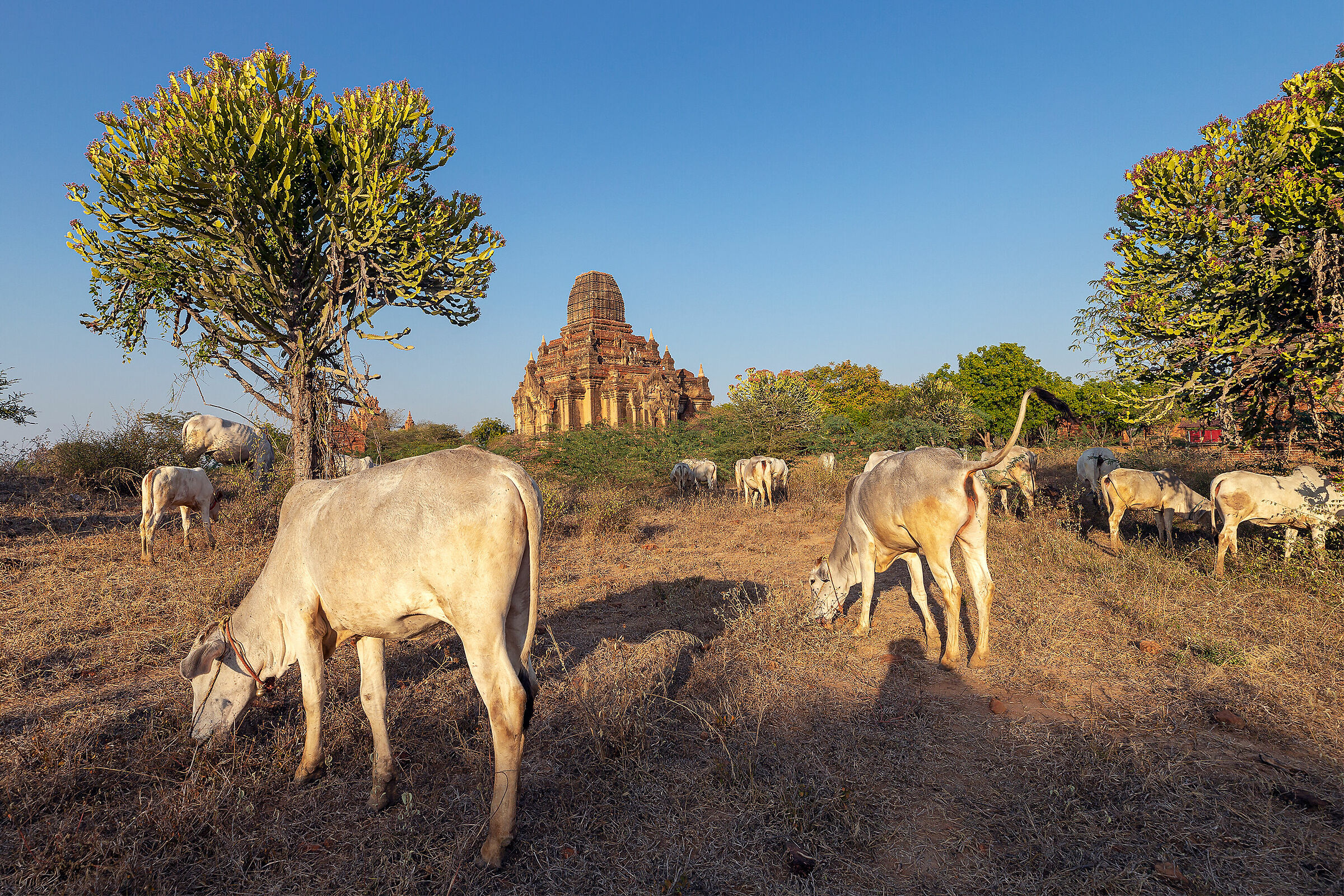Stupa & cows