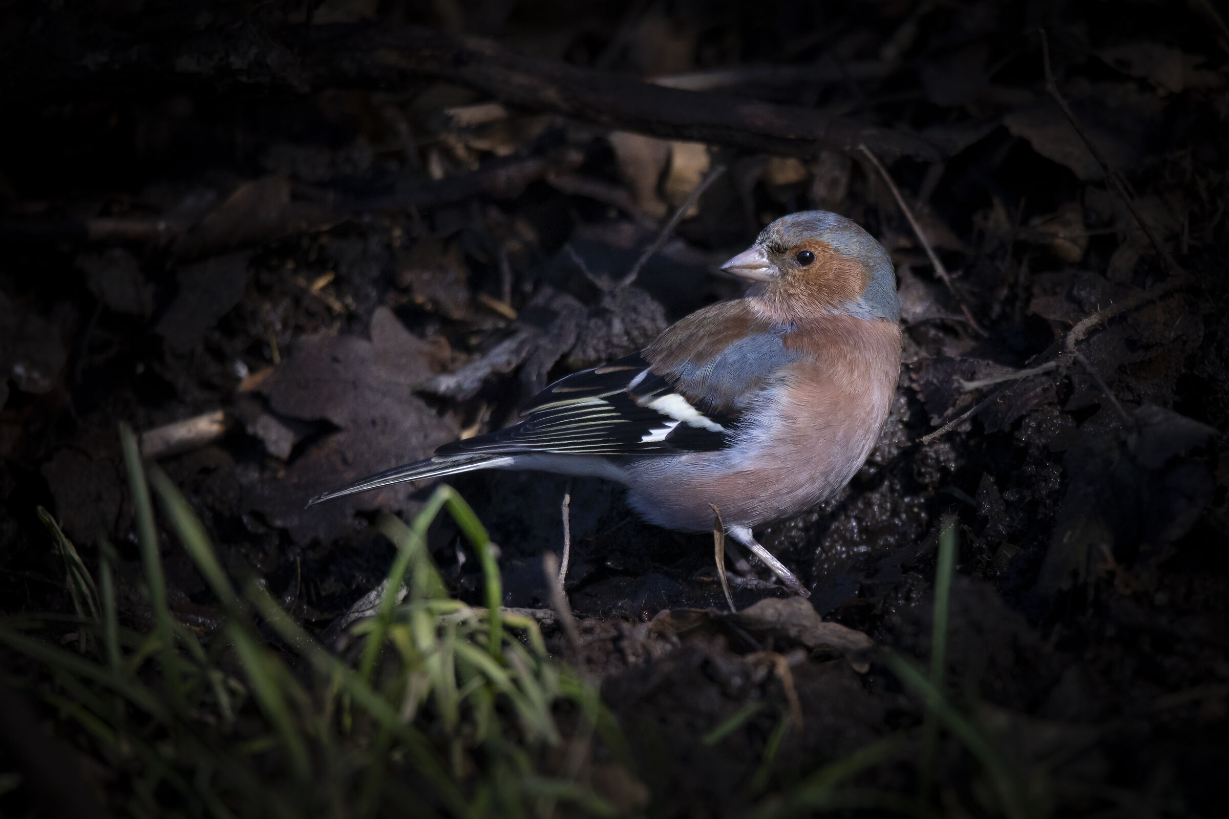 Chaffinch
