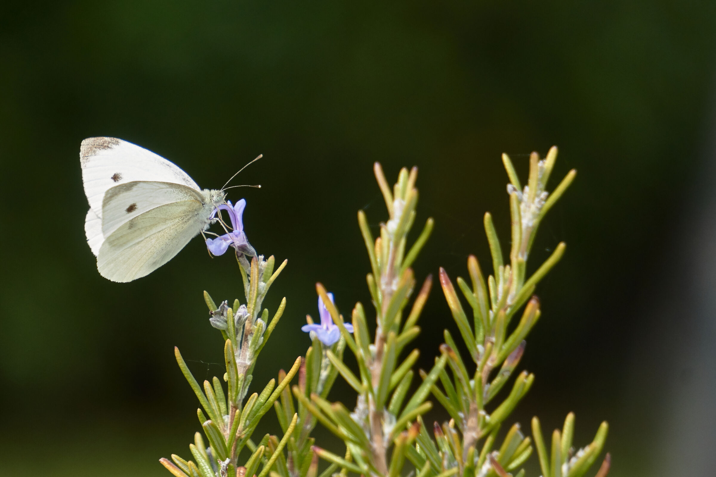 Butterfly on rosemary