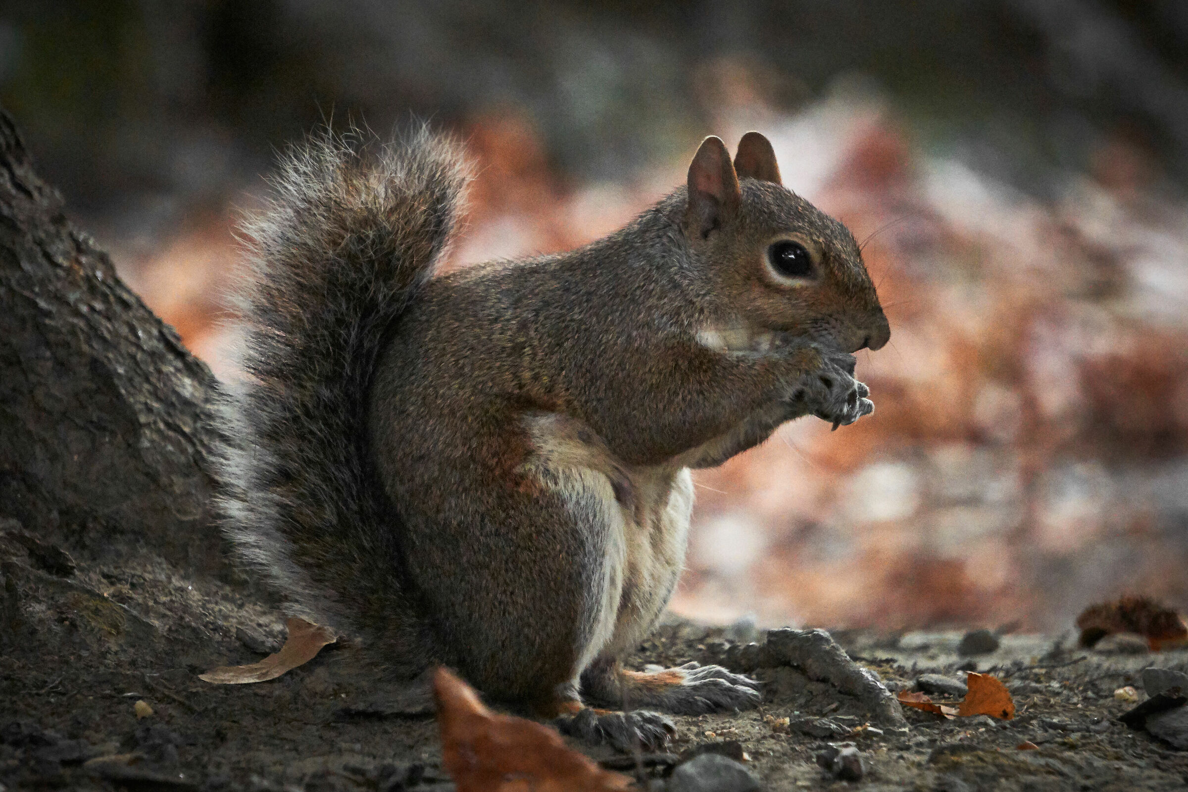 Squirrel at the park